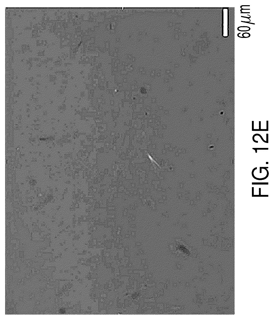 Patent US12318370 Figure 18 – Processes for preparing solid state forms