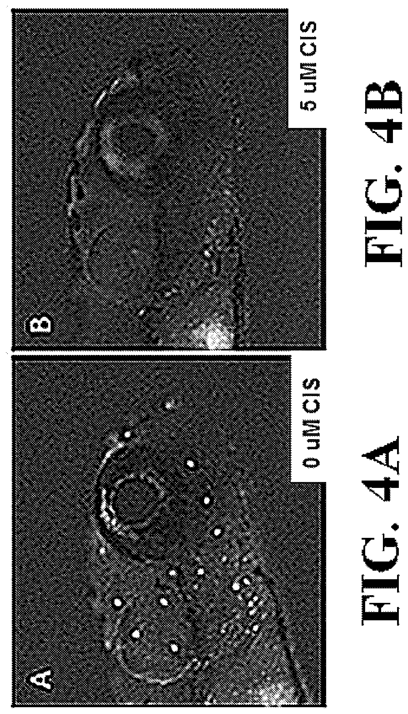 Patent US12318391 Figure 8 – Methods and compositions for the prevention and treatment of hearing loss