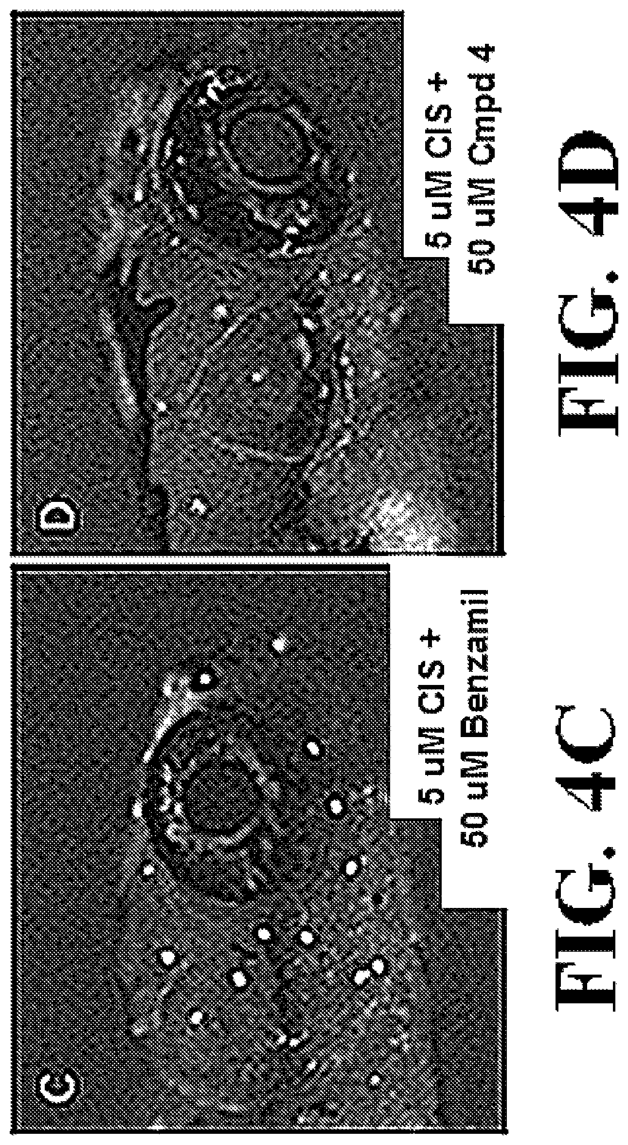 Patent US12318391 Figure 9 – Methods and compositions for the prevention and treatment of hearing loss