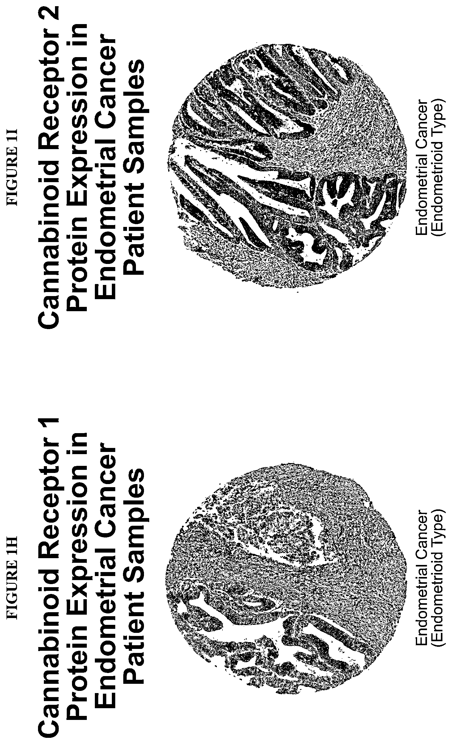 Patent US12318399 Figure 5 – Stabilized compositions comprising cannabidiol