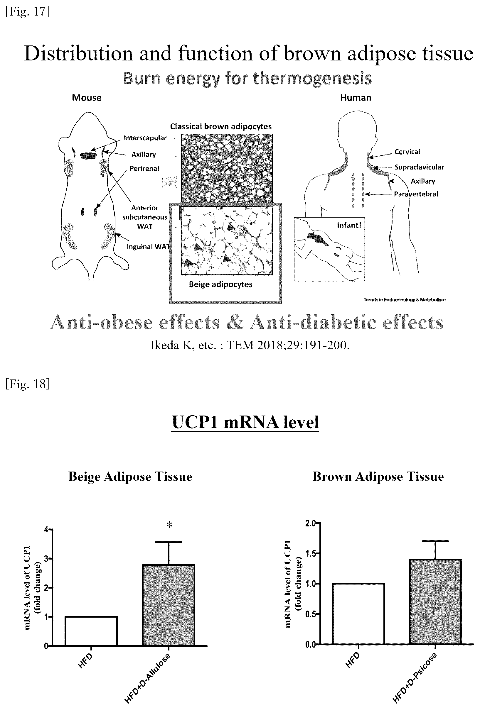 Patent US12318400 Figure 10 – Brown and beige adipocyte activating agent containing D-allulose as active ingredient
