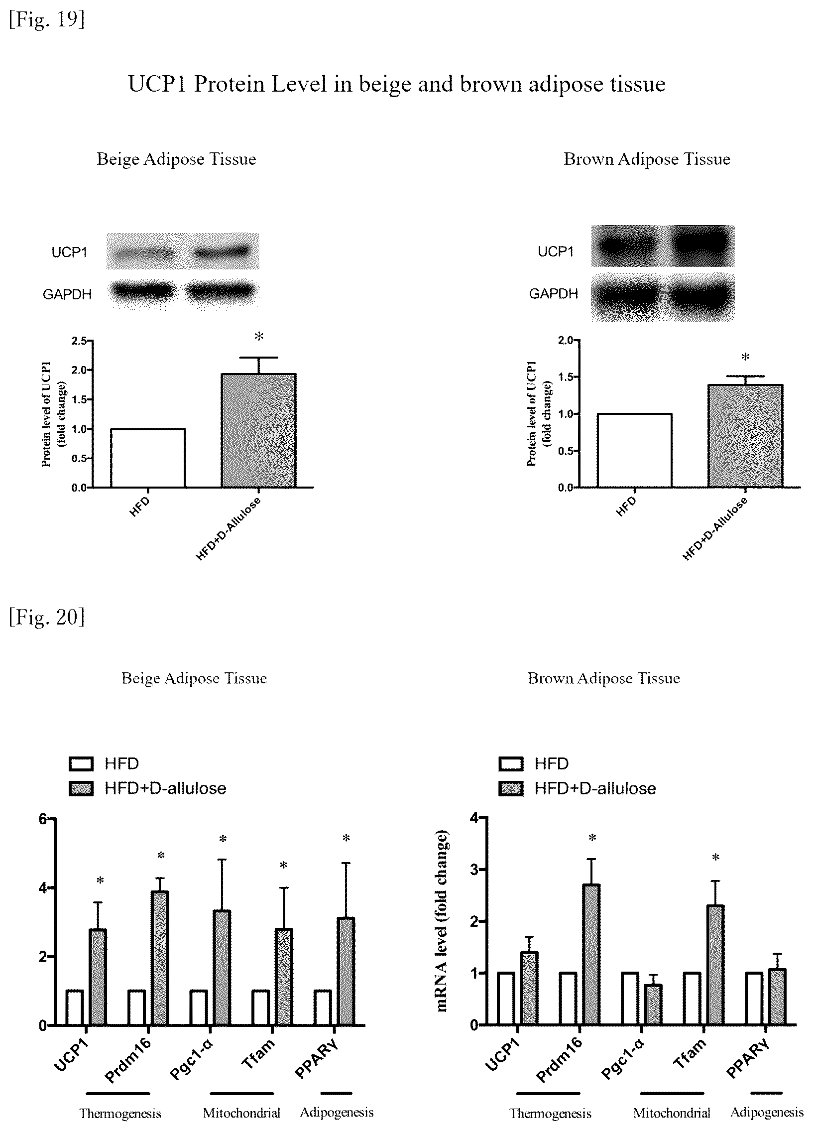 Patent US12318400 Figure 11 – Brown and beige adipocyte activating agent containing D-allulose as active ingredient