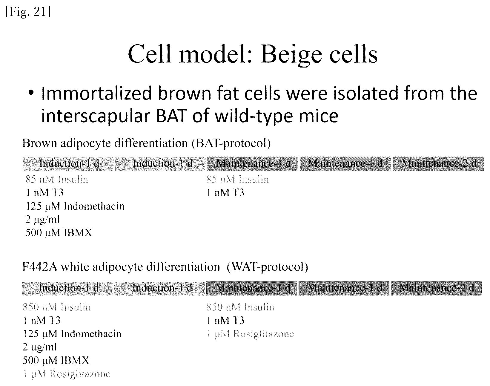 Patent US12318400 Figure 12 – Brown and beige adipocyte activating agent containing D-allulose as active ingredient