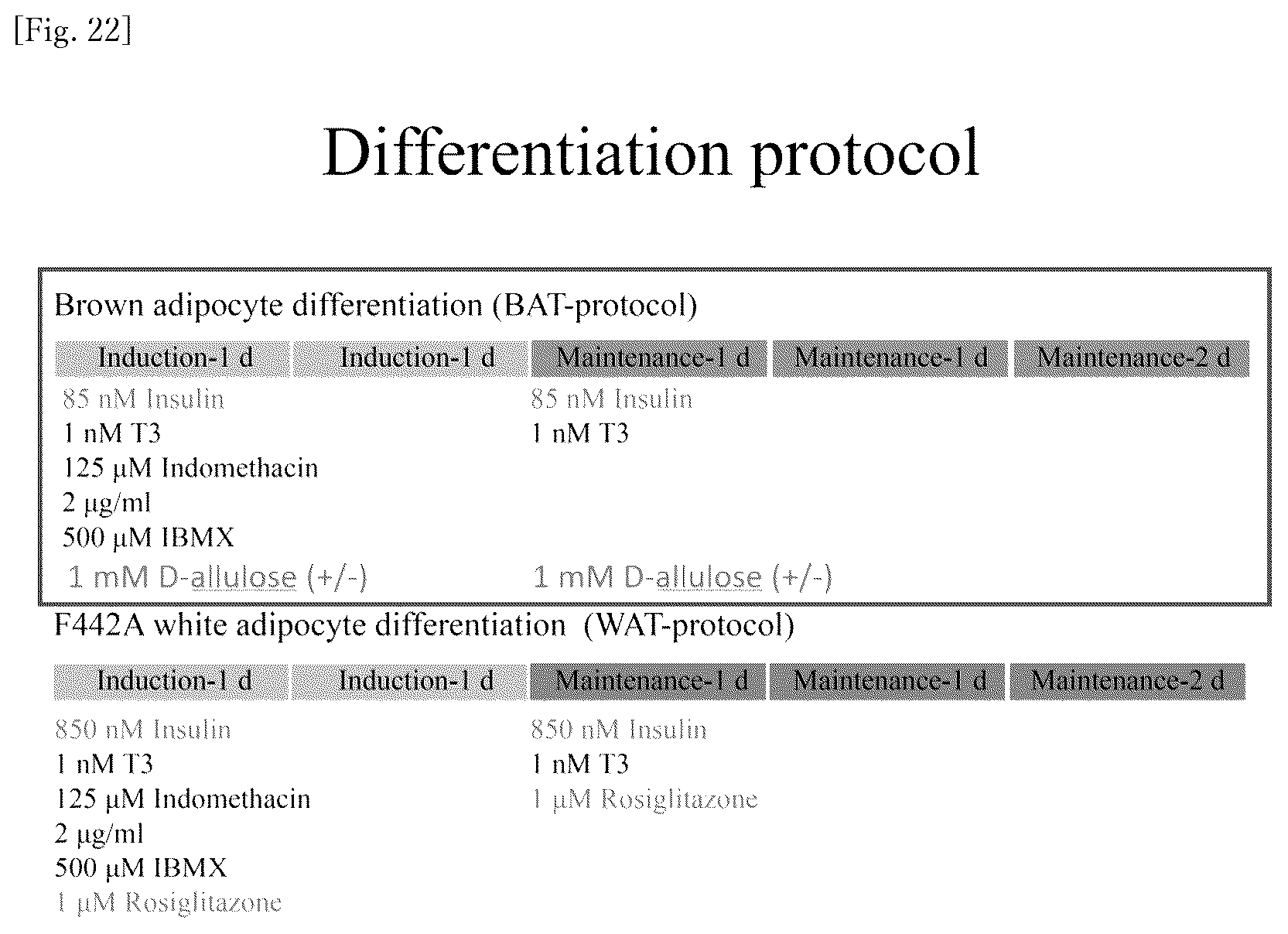 Patent US12318400 Figure 13 – Brown and beige adipocyte activating agent containing D-allulose as active ingredient