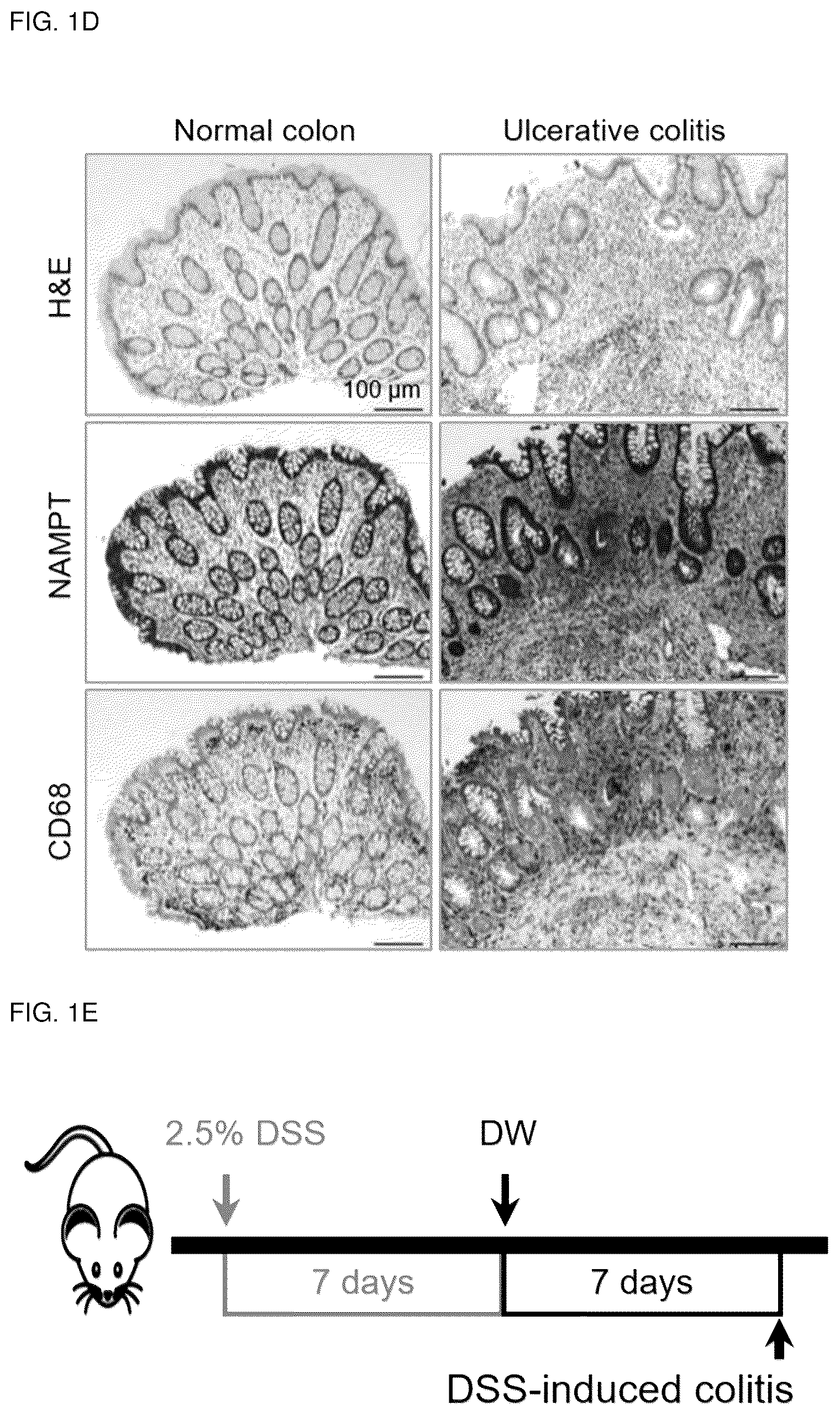 Patent US12318402 Figure 3 – Composition for treating or preventing colitis by NAMPT metabolic regulation