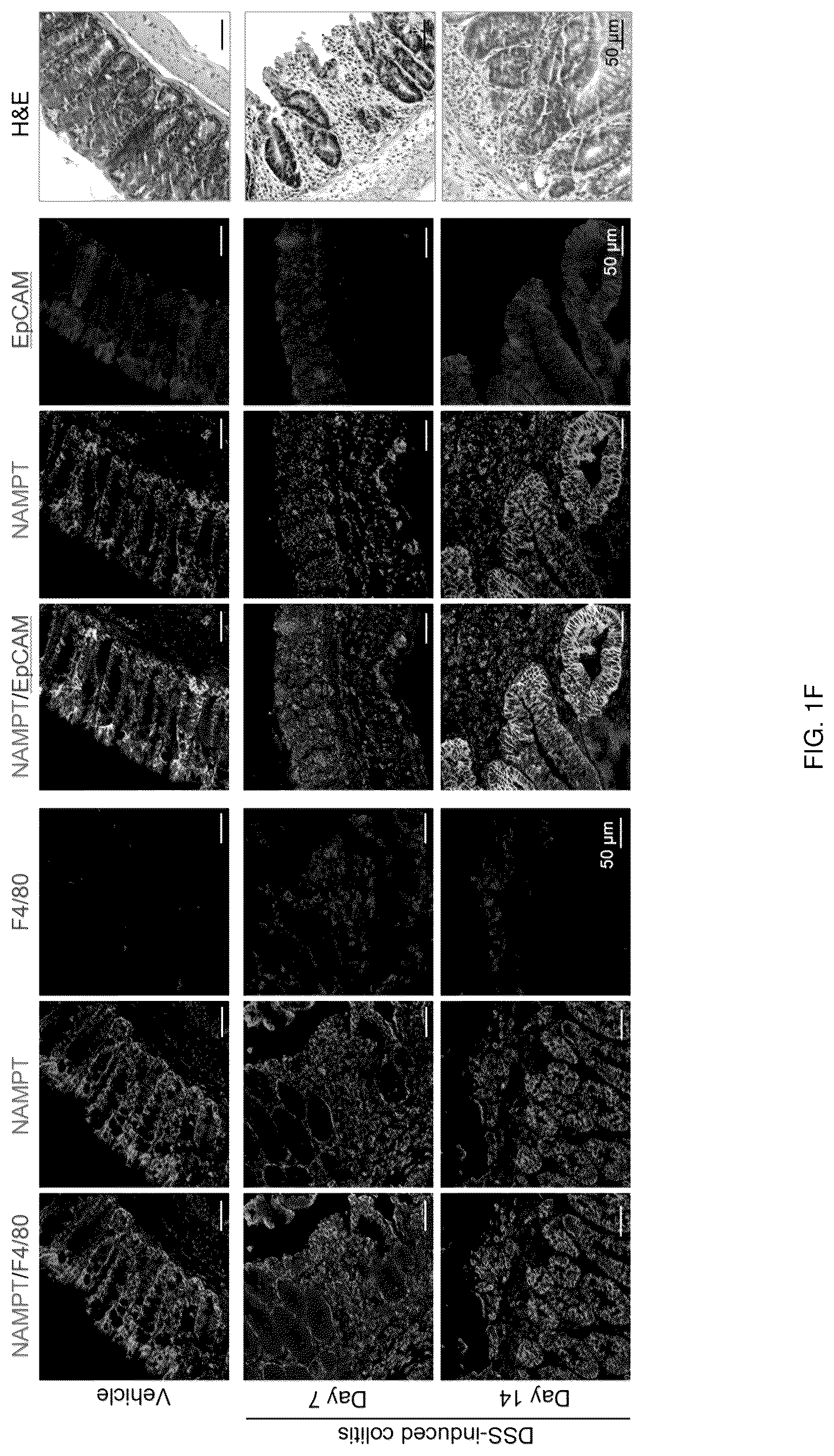 Patent US12318402 Figure 4 – Composition for treating or preventing colitis by NAMPT metabolic regulation