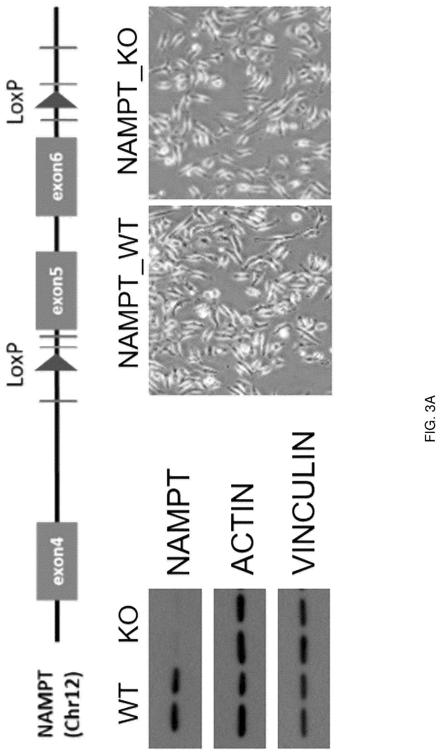 Patent US12318402 Figure 9 – Composition for treating or preventing colitis by NAMPT metabolic regulation