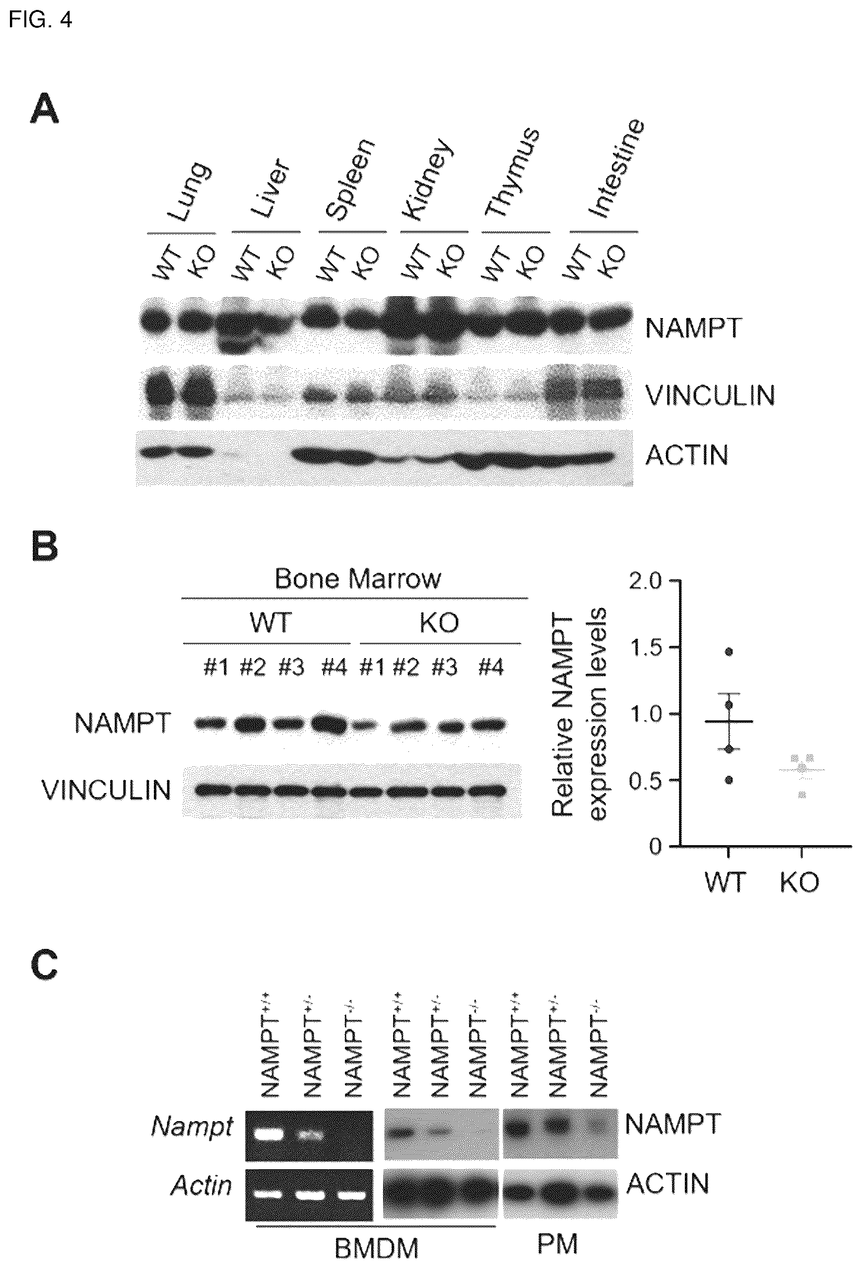 Patent US12318402 Figure 16 – Composition for treating or preventing colitis by NAMPT metabolic regulation