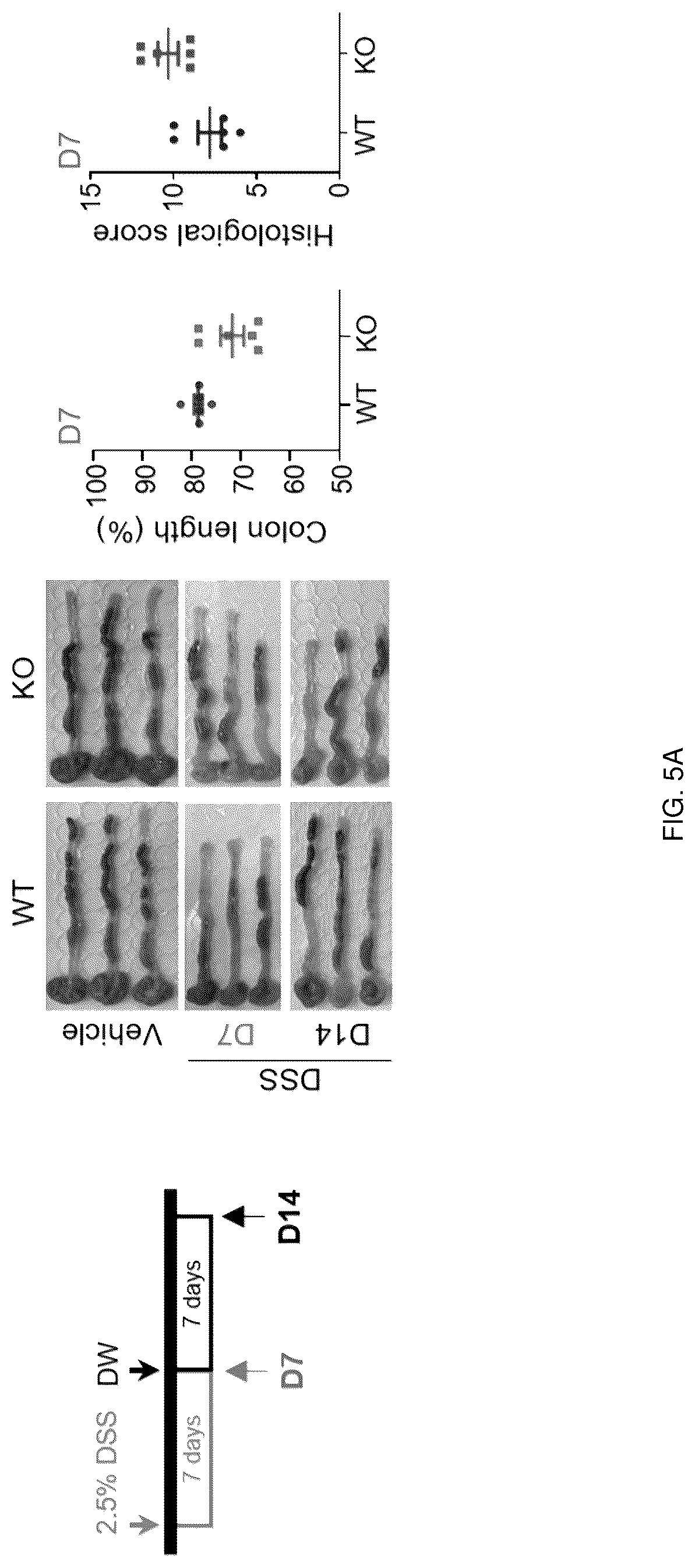 Patent US12318402 Figure 17 – Composition for treating or preventing colitis by NAMPT metabolic regulation