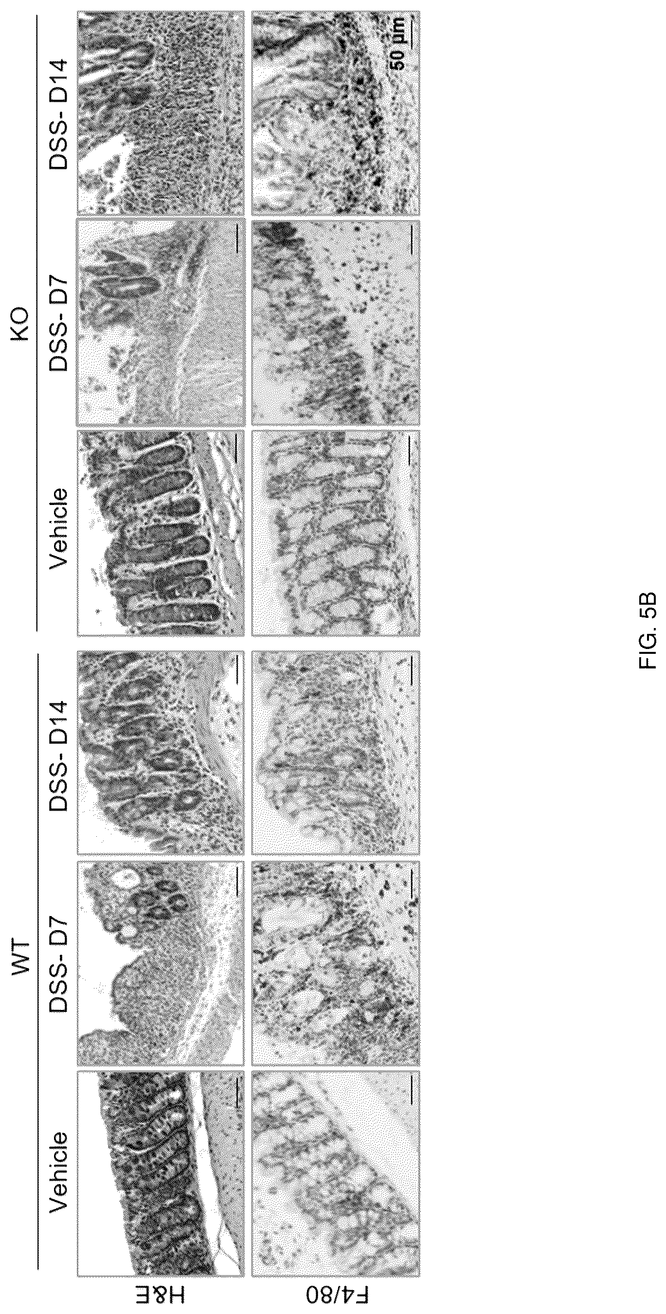 Patent US12318402 Figure 18 – Composition for treating or preventing colitis by NAMPT metabolic regulation