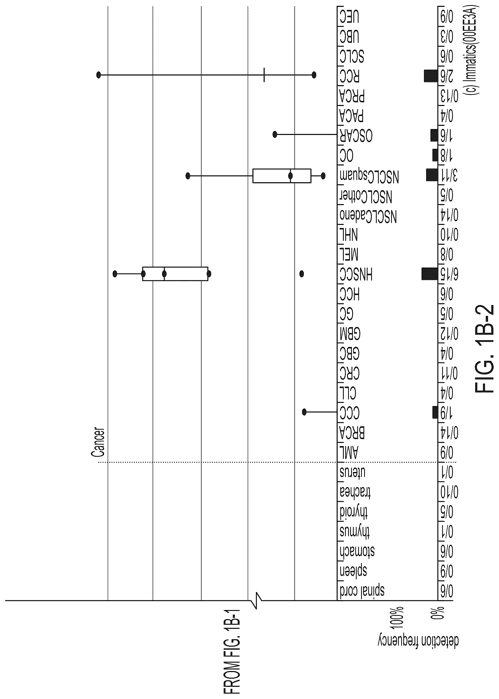 Patent US12318407 Figure 4 – Peptides displayed by HLA for use in immunotherapy against different types of cancers