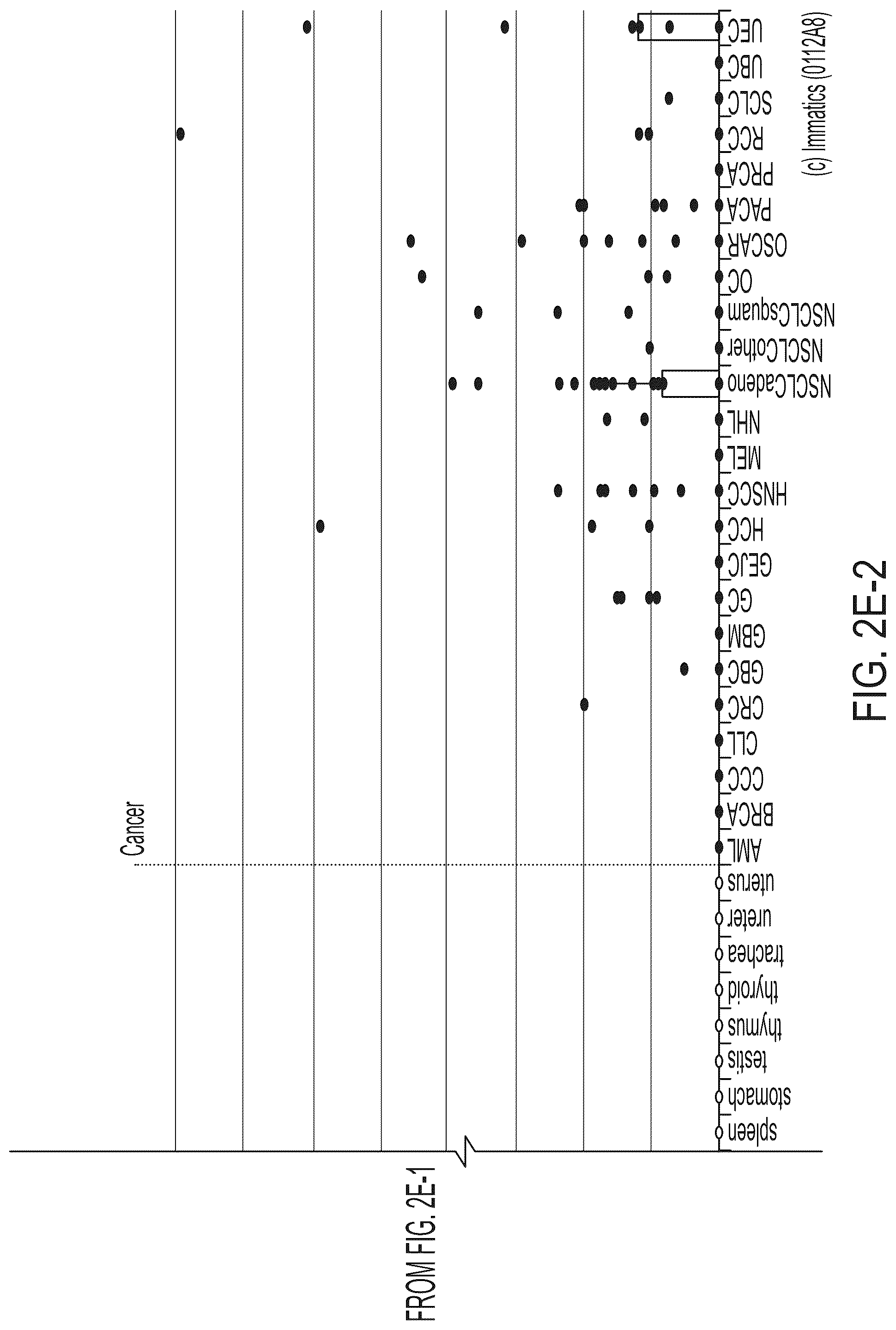 Patent US12318407 Figure 20 – Peptides displayed by HLA for use in immunotherapy against different types of cancers
