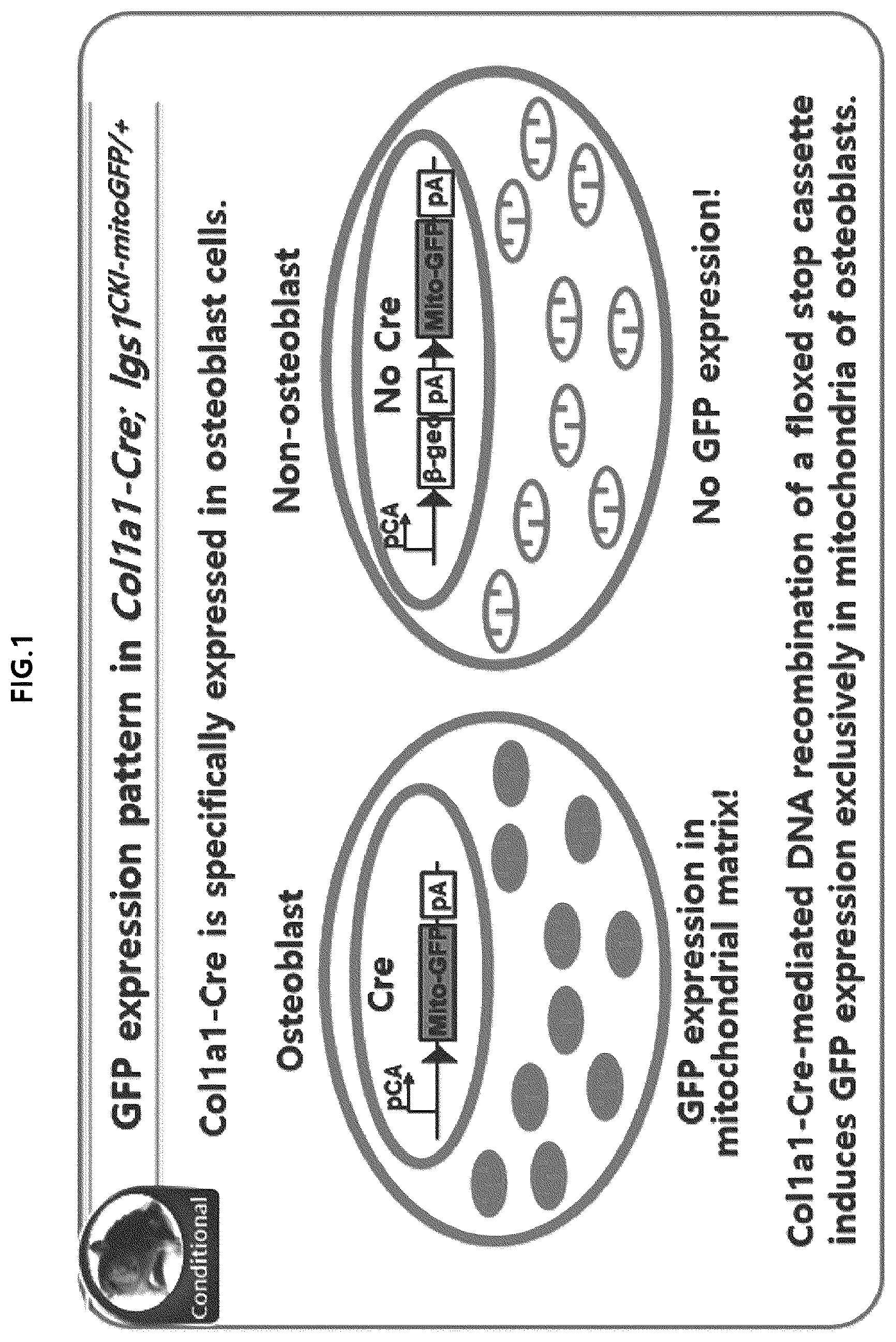 Patent US12318409 — Pharmaceutical composition for promoting osteogenesis, comprising osteoblast-derived mitochondria — Figure 1