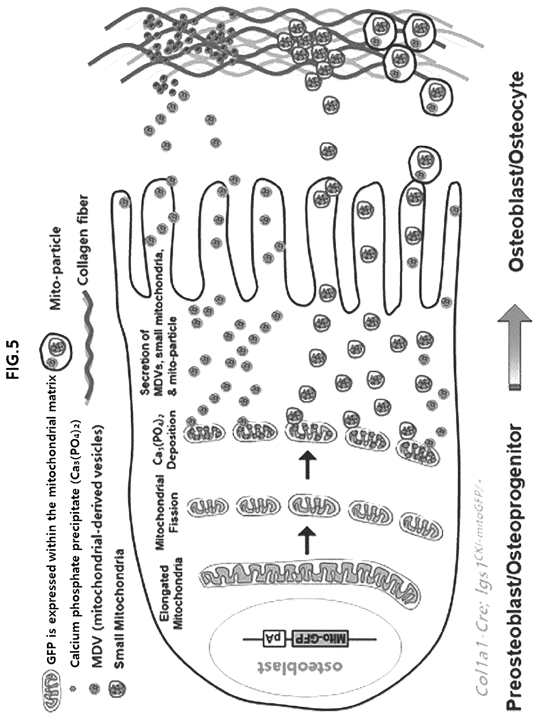 Patent US12318409 Figure 7 – Pharmaceutical composition for promoting osteogenesis, comprising osteoblast-derived mitochondria