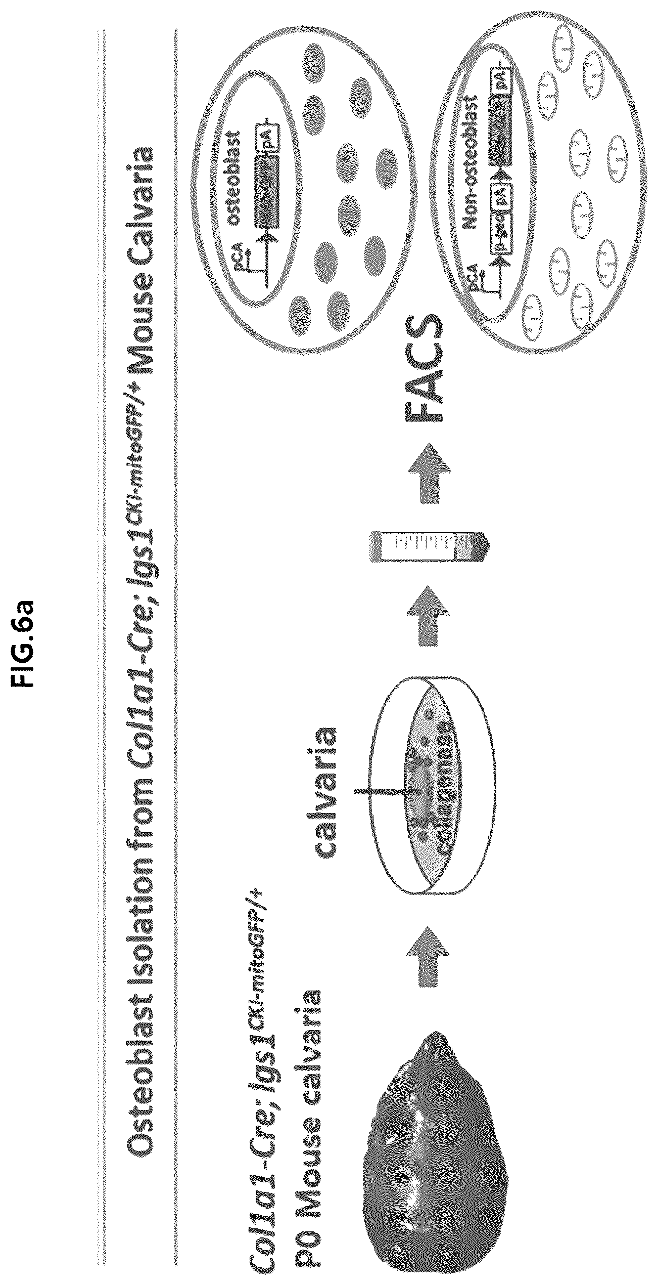 Patent US12318409 Figure 8 – Pharmaceutical composition for promoting osteogenesis, comprising osteoblast-derived mitochondria
