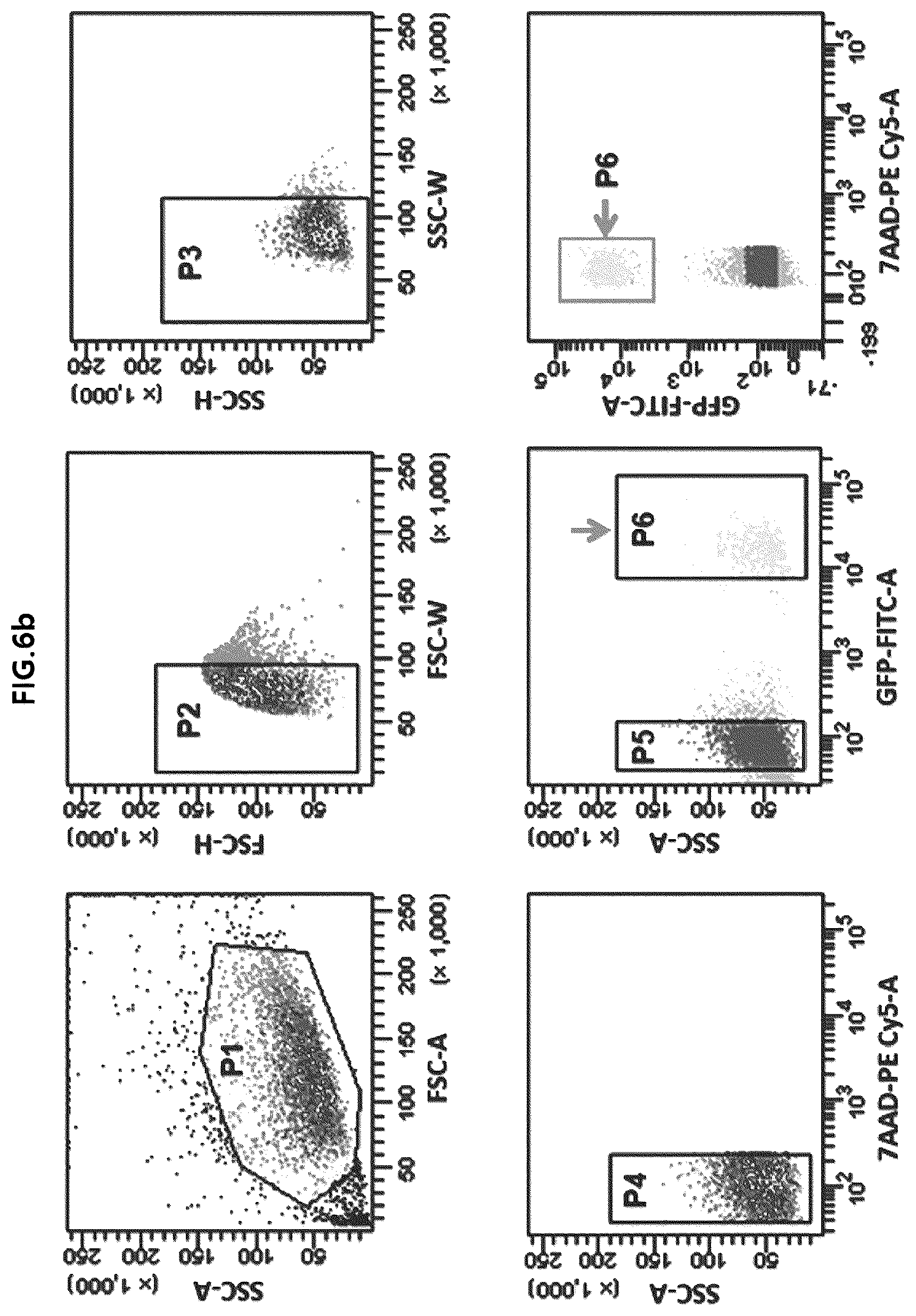 Patent US12318409 Figure 9 – Pharmaceutical composition for promoting osteogenesis, comprising osteoblast-derived mitochondria
