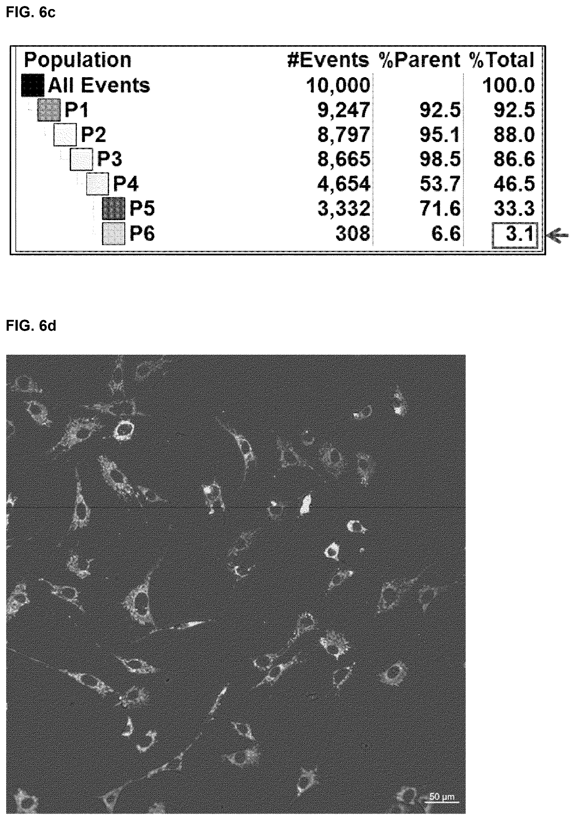 Patent US12318409 Figure 10 – Pharmaceutical composition for promoting osteogenesis, comprising osteoblast-derived mitochondria