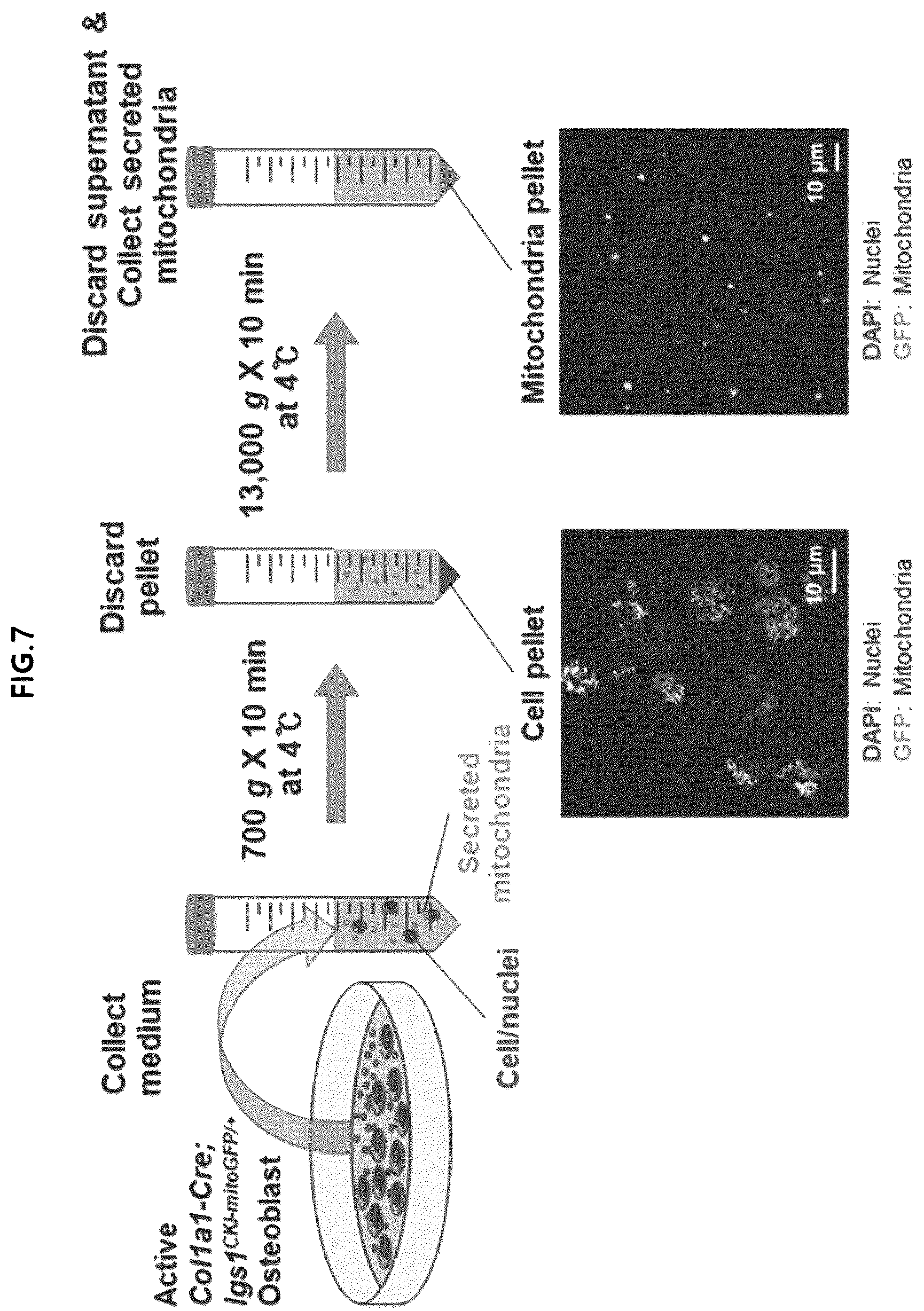 Patent US12318409 Figure 11 – Pharmaceutical composition for promoting osteogenesis, comprising osteoblast-derived mitochondria