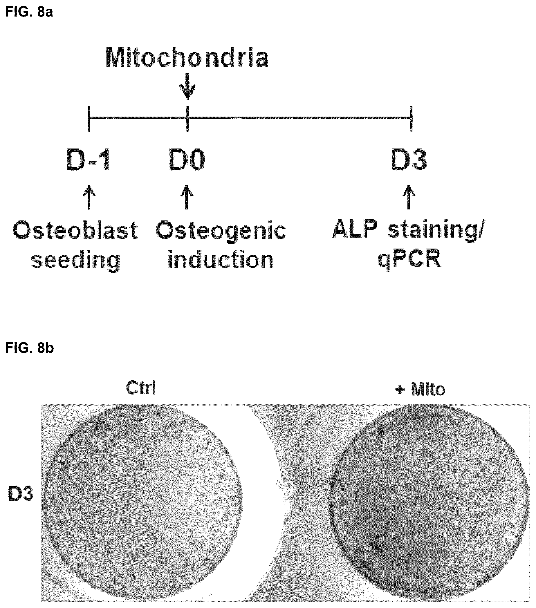 Patent US12318409 Figure 12 – Pharmaceutical composition for promoting osteogenesis, comprising osteoblast-derived mitochondria