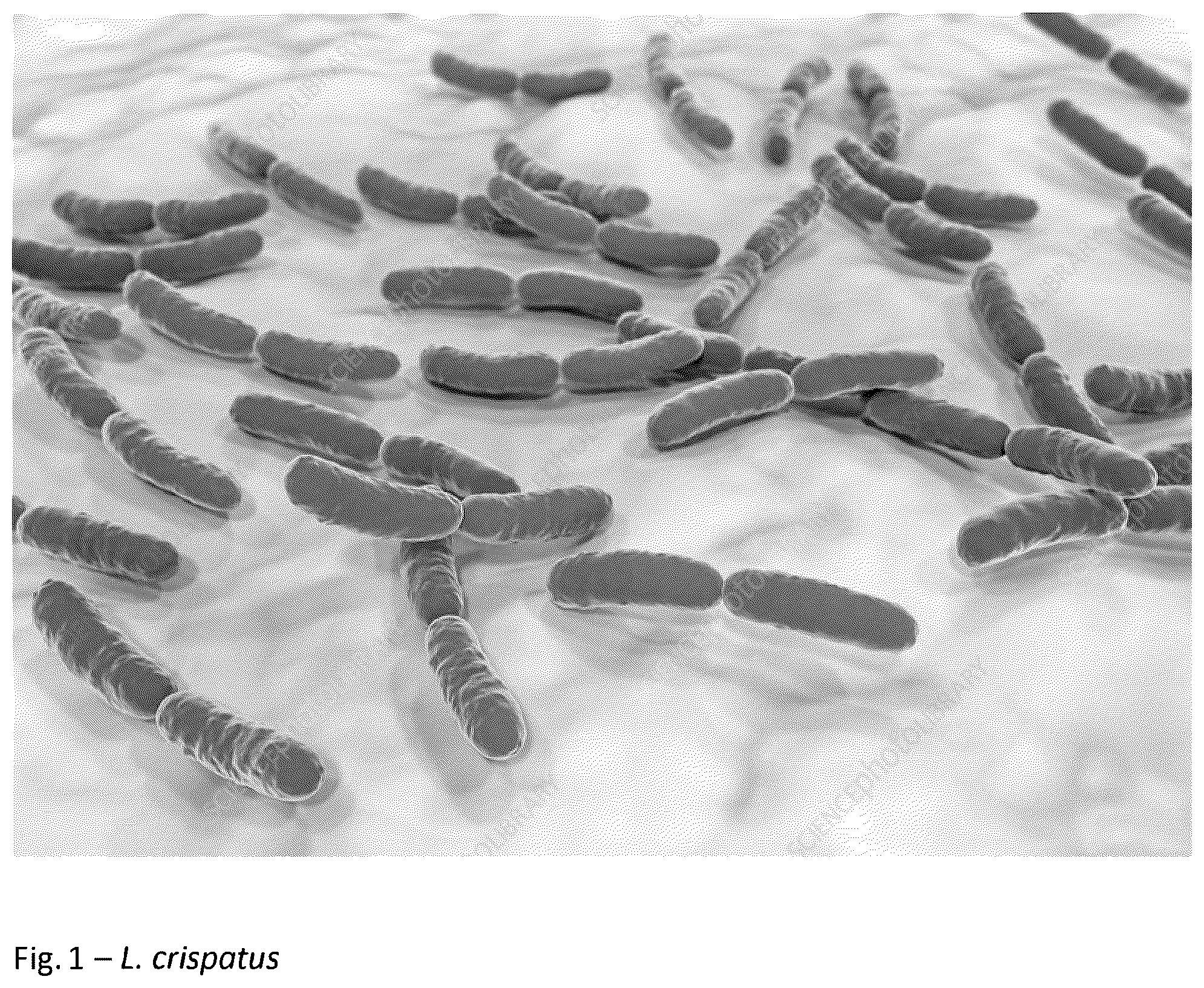 Patent US12318411 Figure 1 – Probiotic method and composition for maintaining a healthy vaginal microbiome