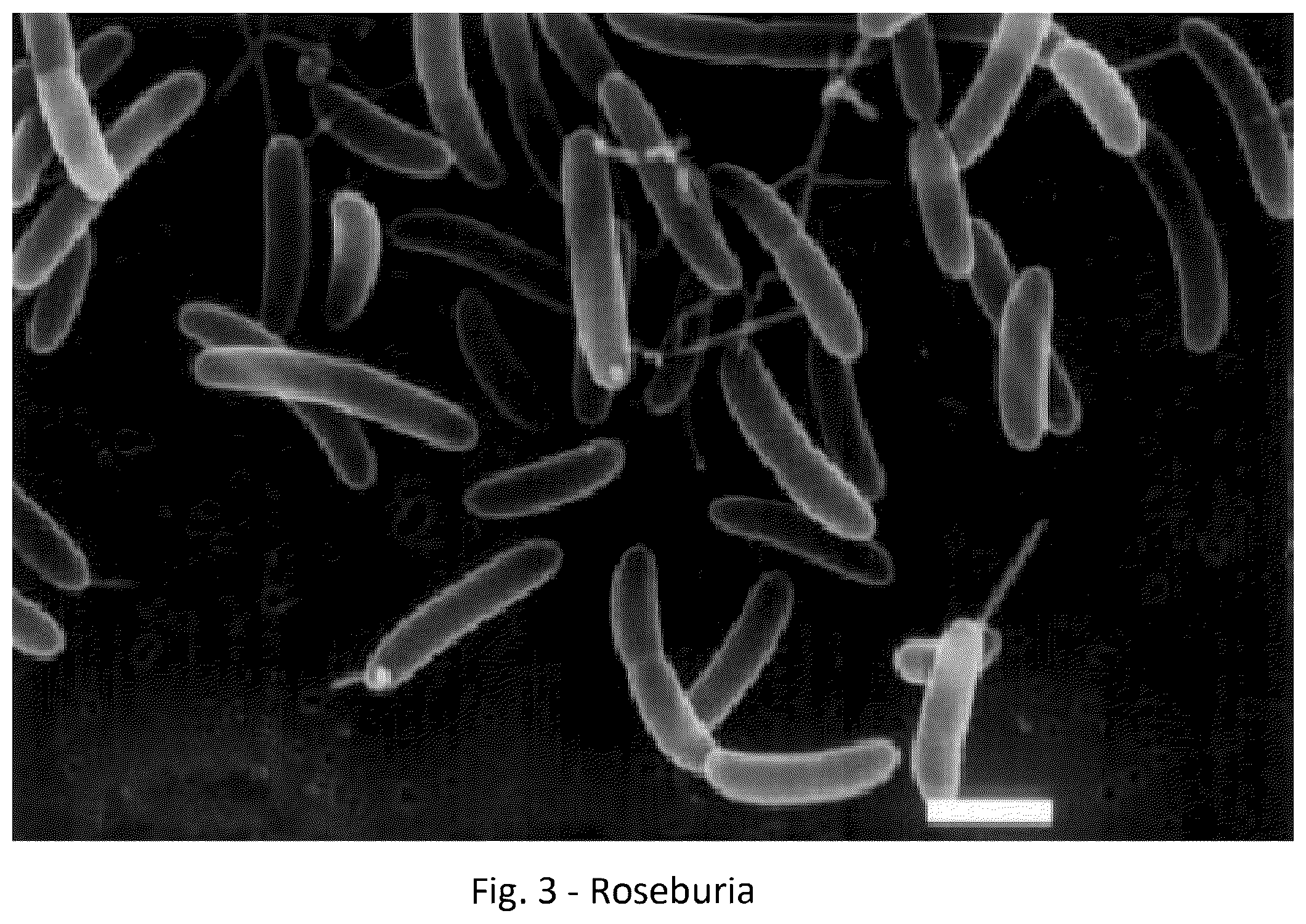 Patent US12318411 Figure 3 – Probiotic method and composition for maintaining a healthy vaginal microbiome