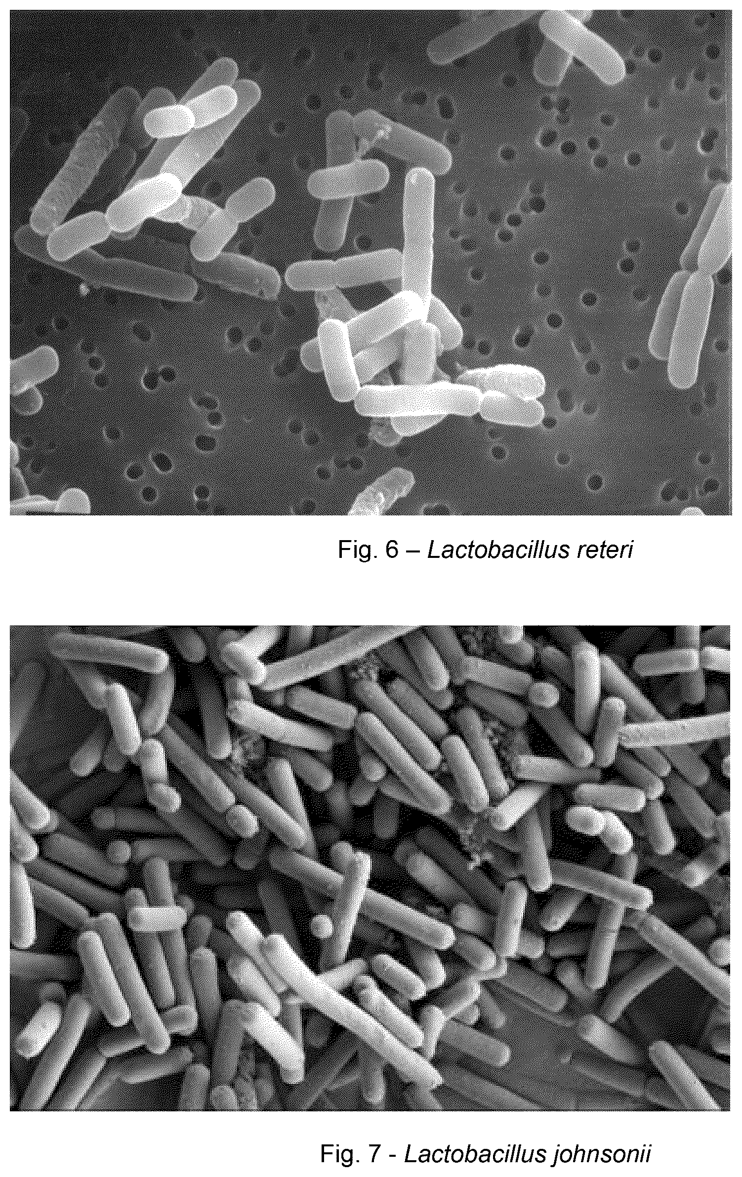Patent US12318411 Figure 6 – Probiotic method and composition for maintaining a healthy vaginal microbiome