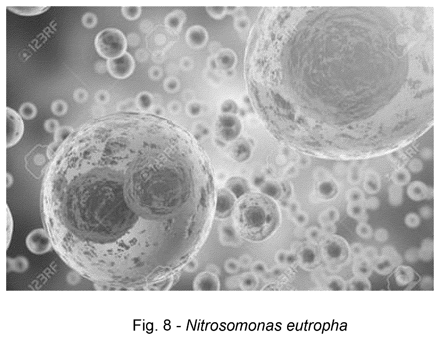Patent US12318411 Figure 7 – Probiotic method and composition for maintaining a healthy vaginal microbiome