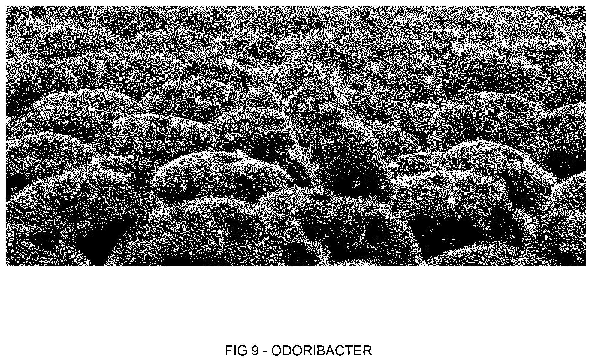 Patent US12318411 Figure 8 – Probiotic method and composition for maintaining a healthy vaginal microbiome