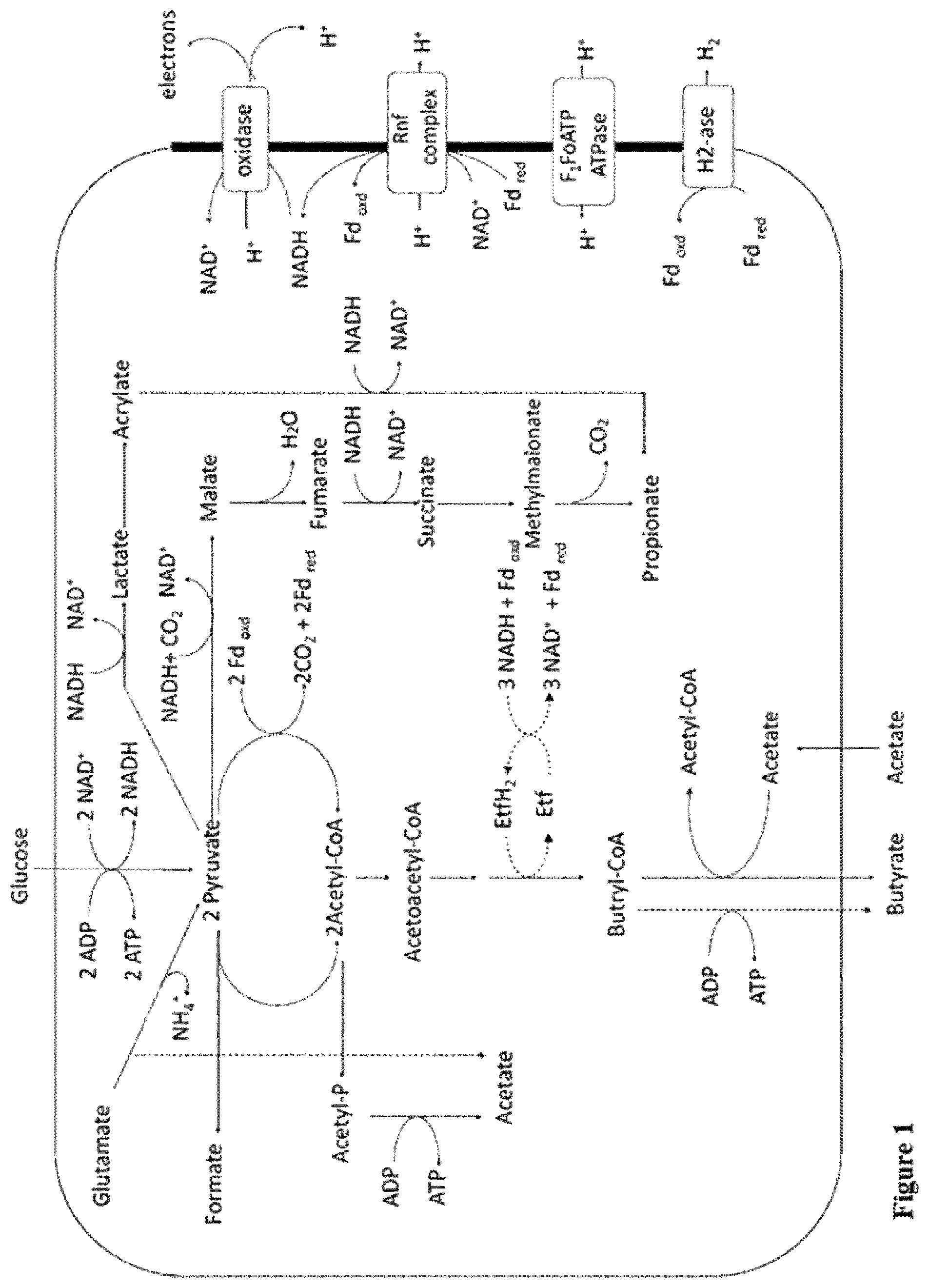 Patent US12318412 Figure 1 – Faecalibacterium prausnitzii and Desulfovibrio piger for use in the treatment or prevention of diabetes and bowel diseases