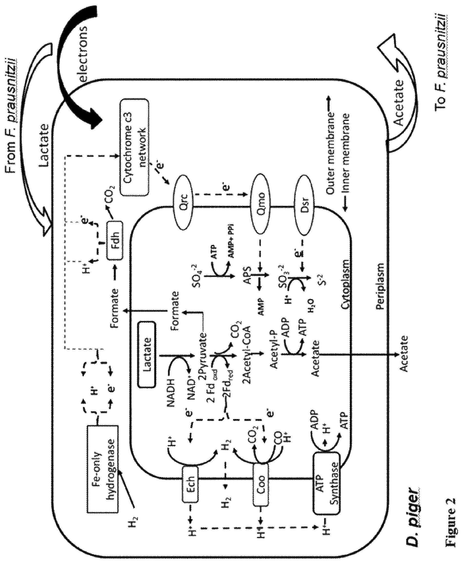 Patent US12318412 Figure 2 – Faecalibacterium prausnitzii and Desulfovibrio piger for use in the treatment or prevention of diabetes and bowel diseases