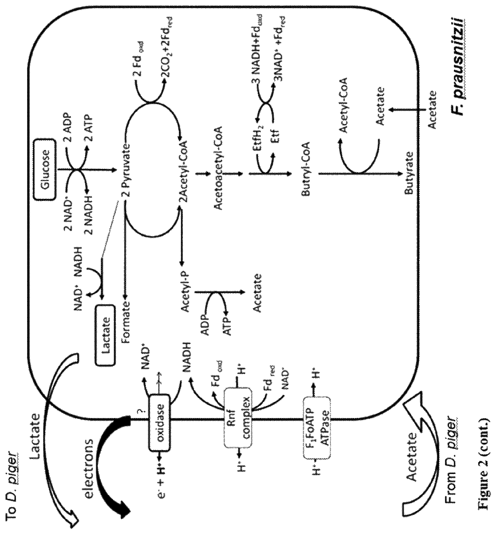 Patent US12318412 Figure 3 – Faecalibacterium prausnitzii and Desulfovibrio piger for use in the treatment or prevention of diabetes and bowel diseases