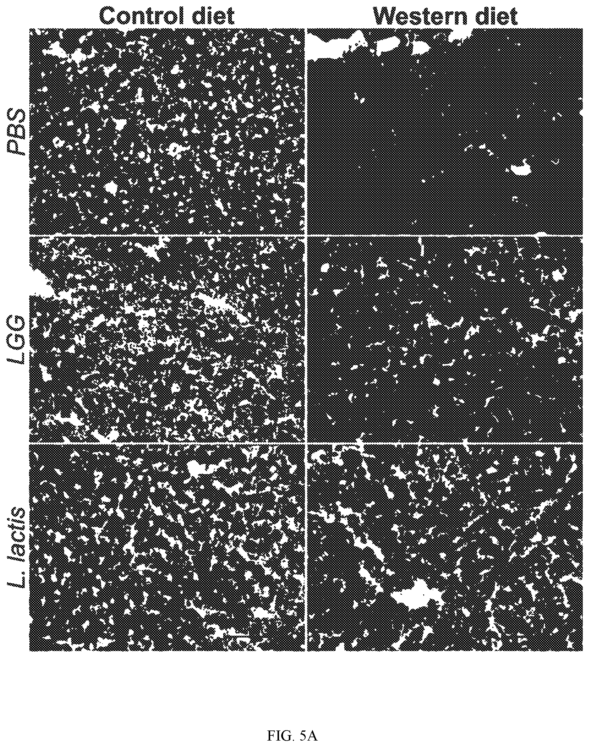 Patent US12318415 Figure 5 – Lactococcus bacteria and uses thereof