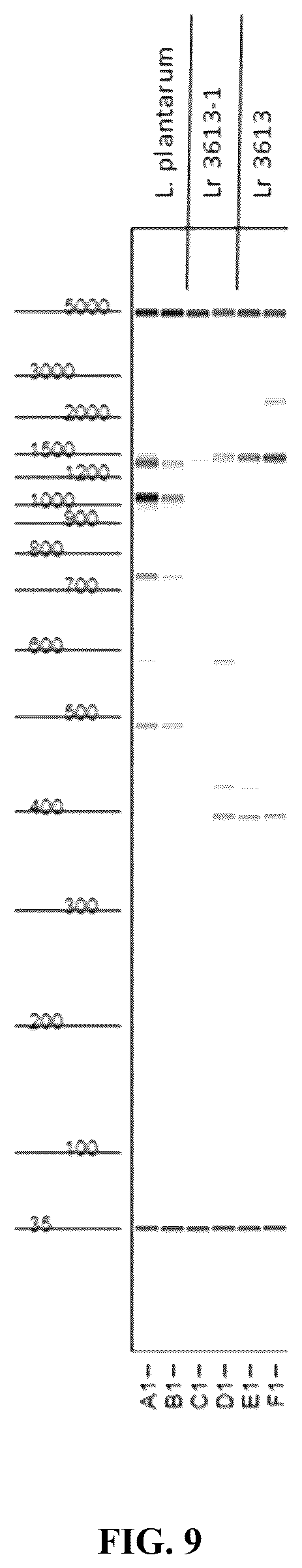 Patent US12318417 Figure 10 – Lactobacillus compositions and methods for prevention and treatment of microbial infection