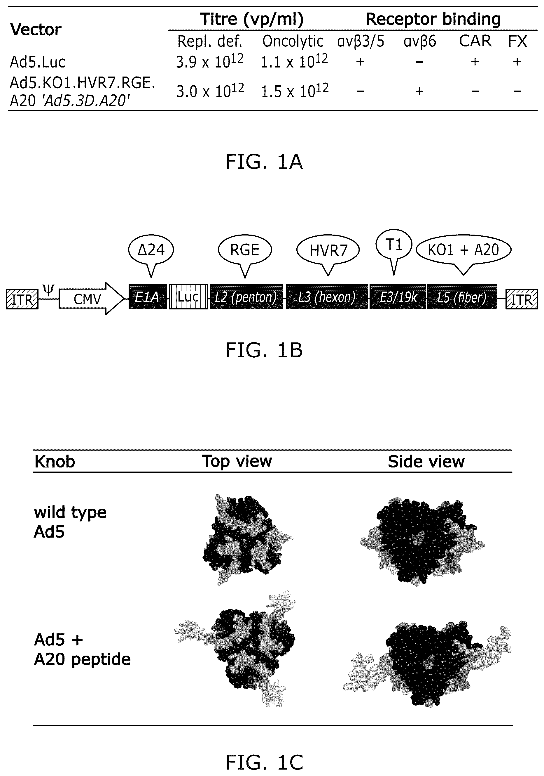 Patent US12318418 — Modified adenoviruses — Figure 1