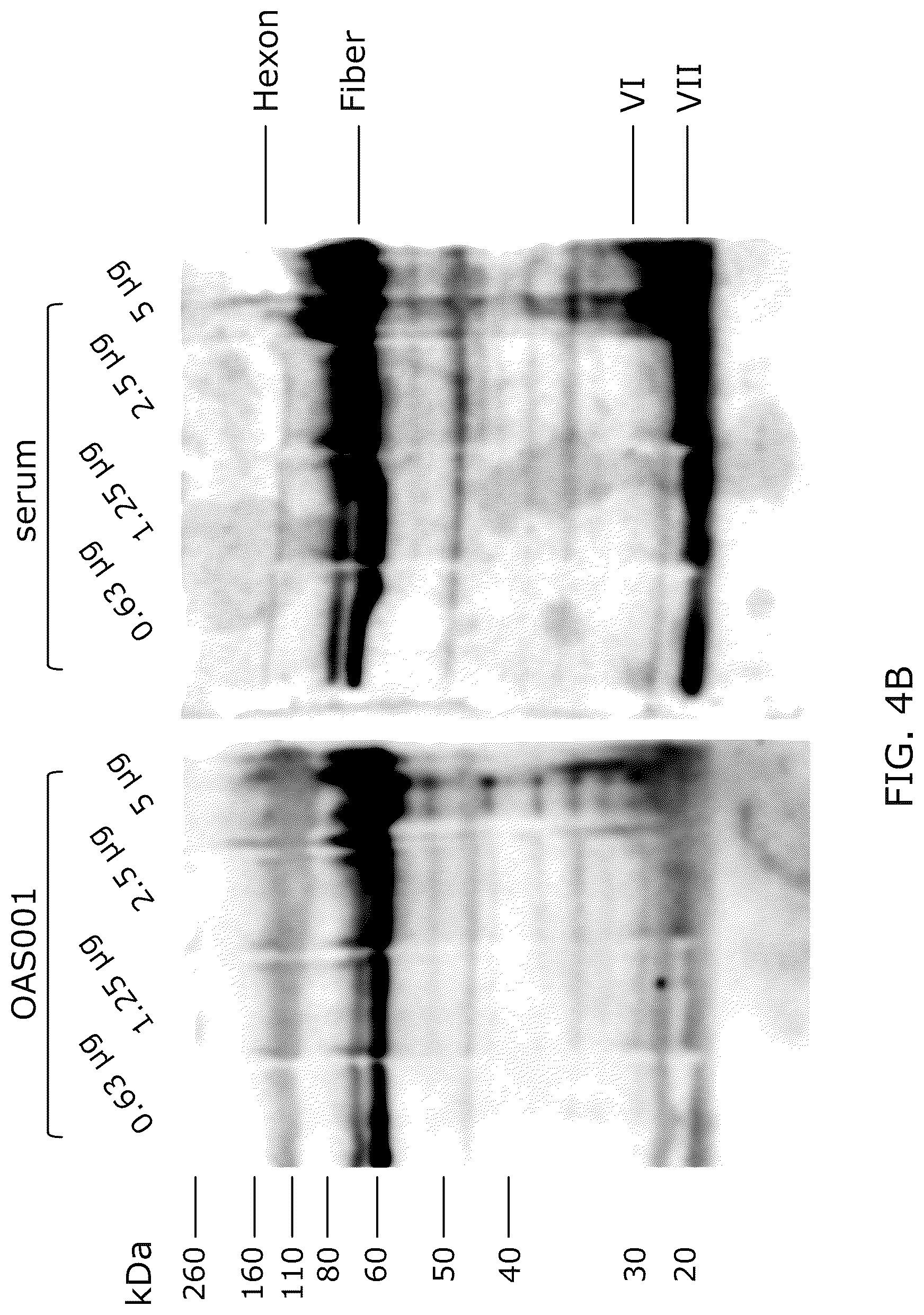 Patent US12318418 Figure 5 – Modified adenoviruses