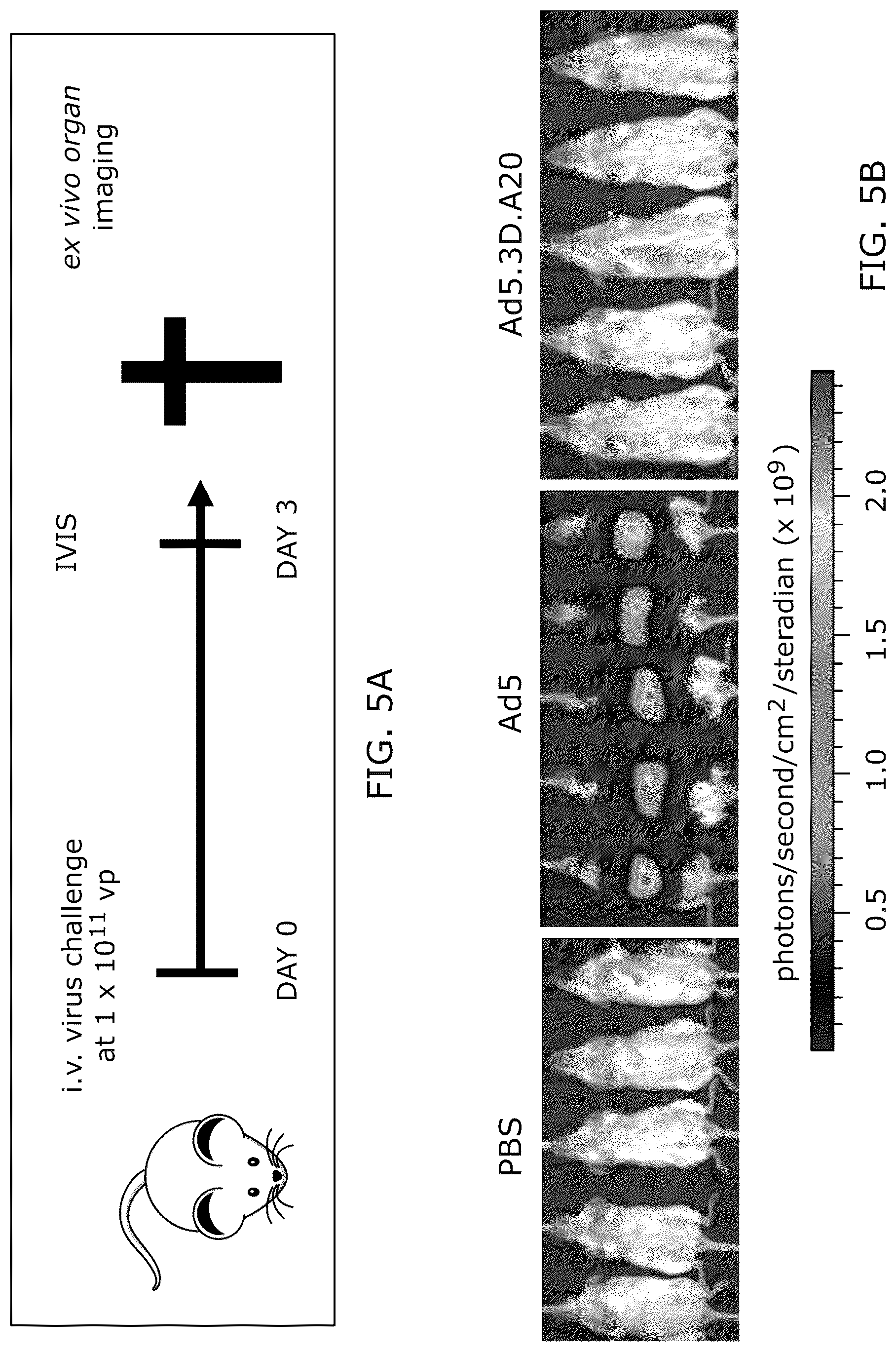 Patent US12318418 Figure 7 – Modified adenoviruses