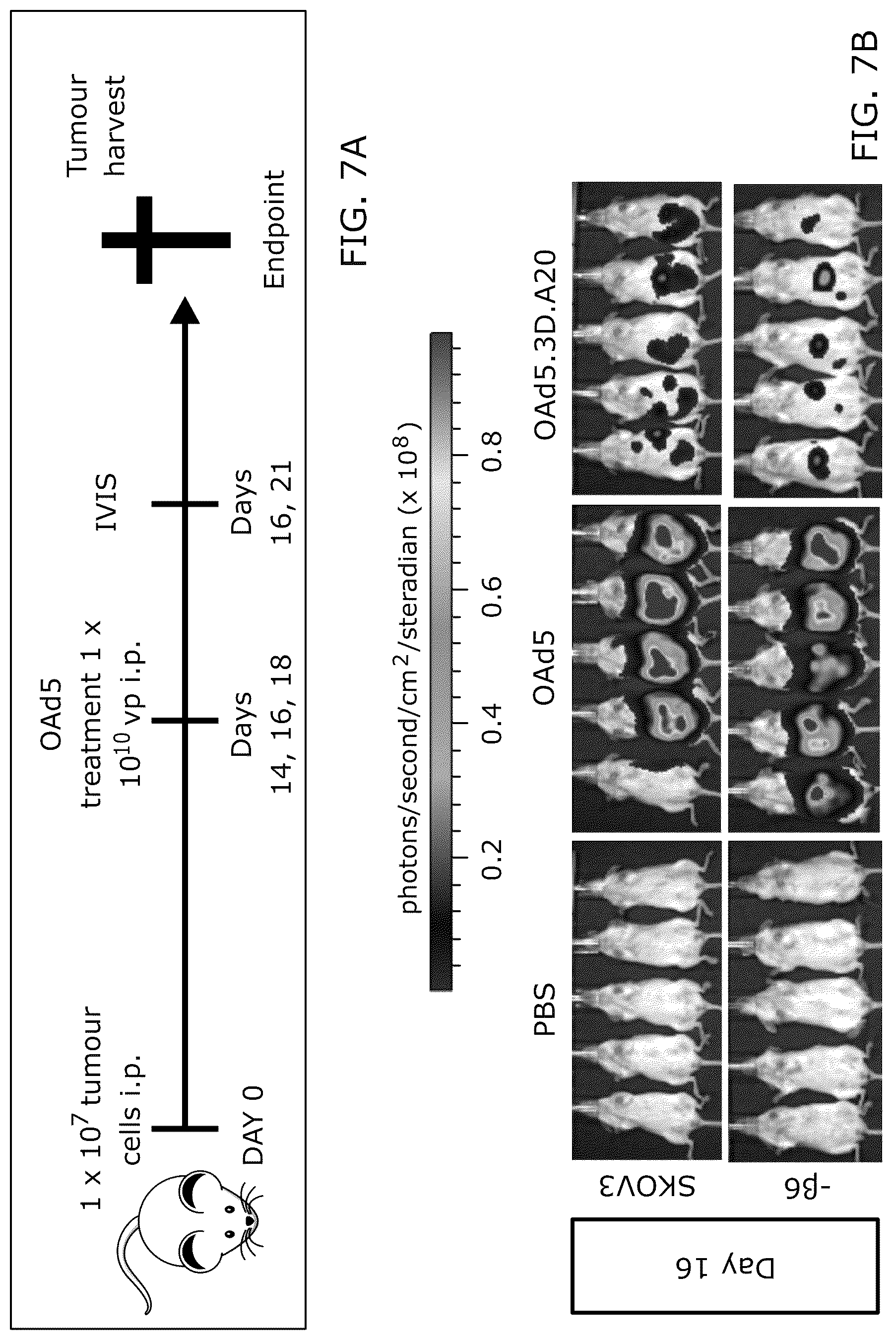 Patent US12318418 Figure 10 – Modified adenoviruses