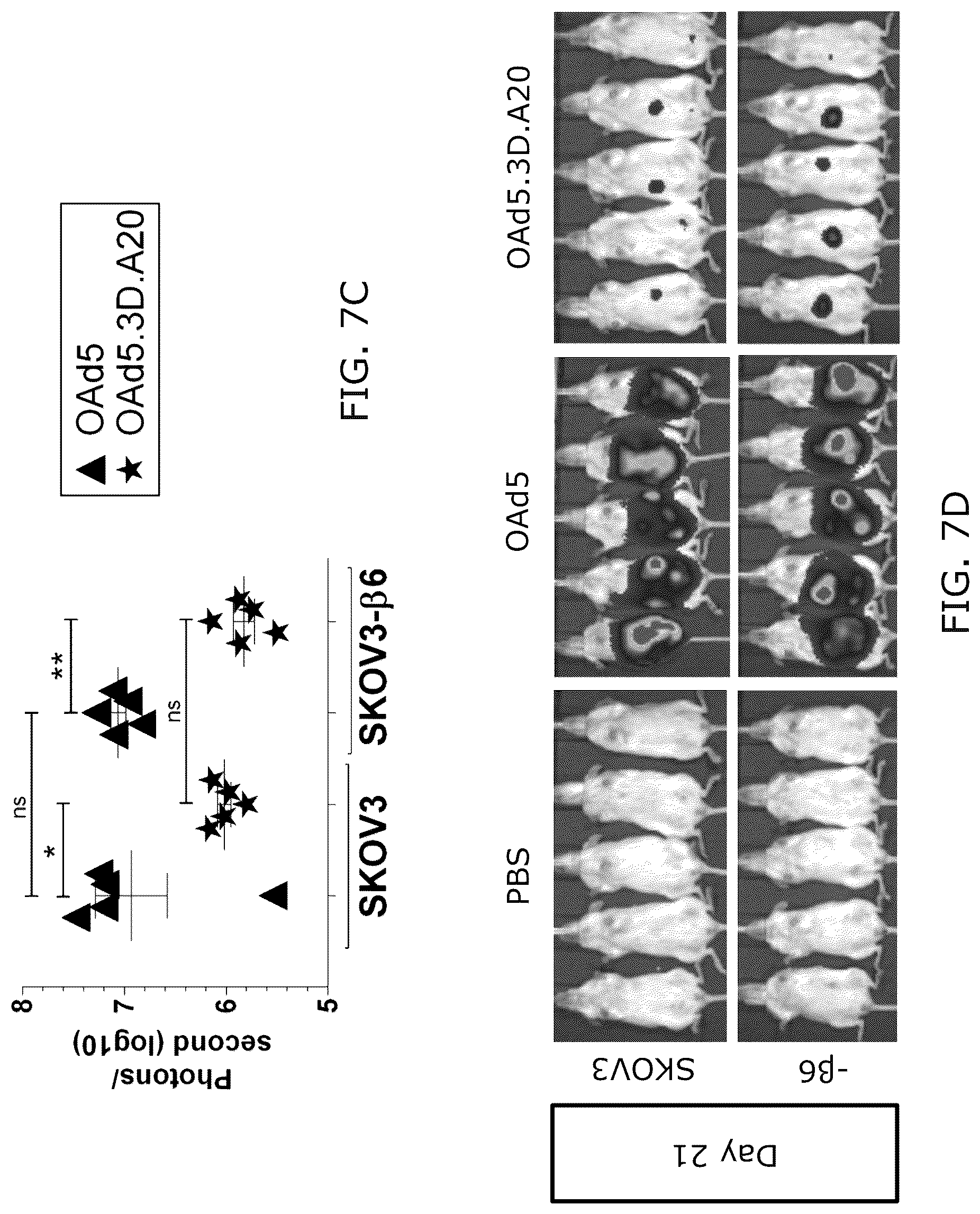 Patent US12318418 Figure 11 – Modified adenoviruses