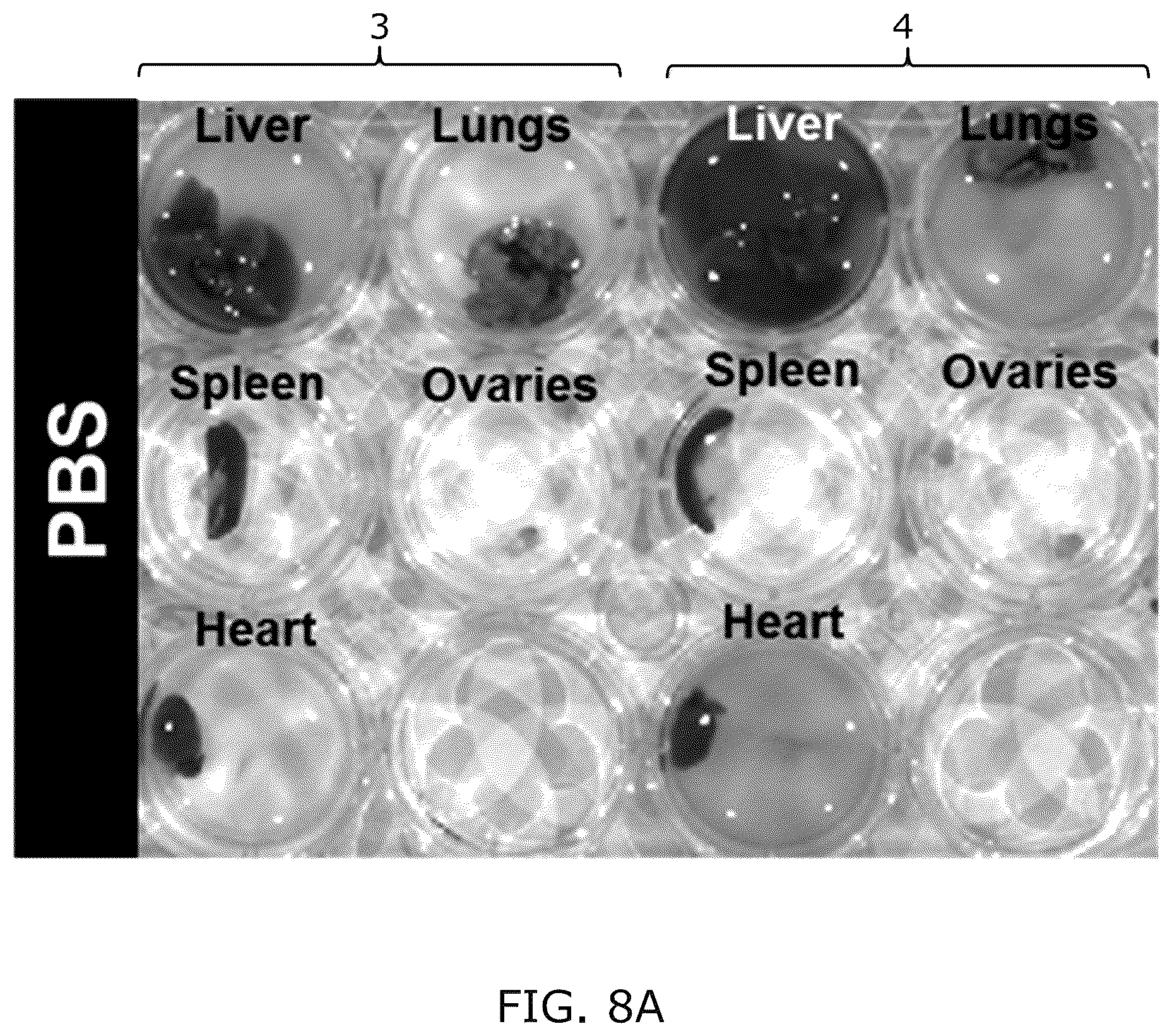 Patent US12318418 Figure 13 – Modified adenoviruses