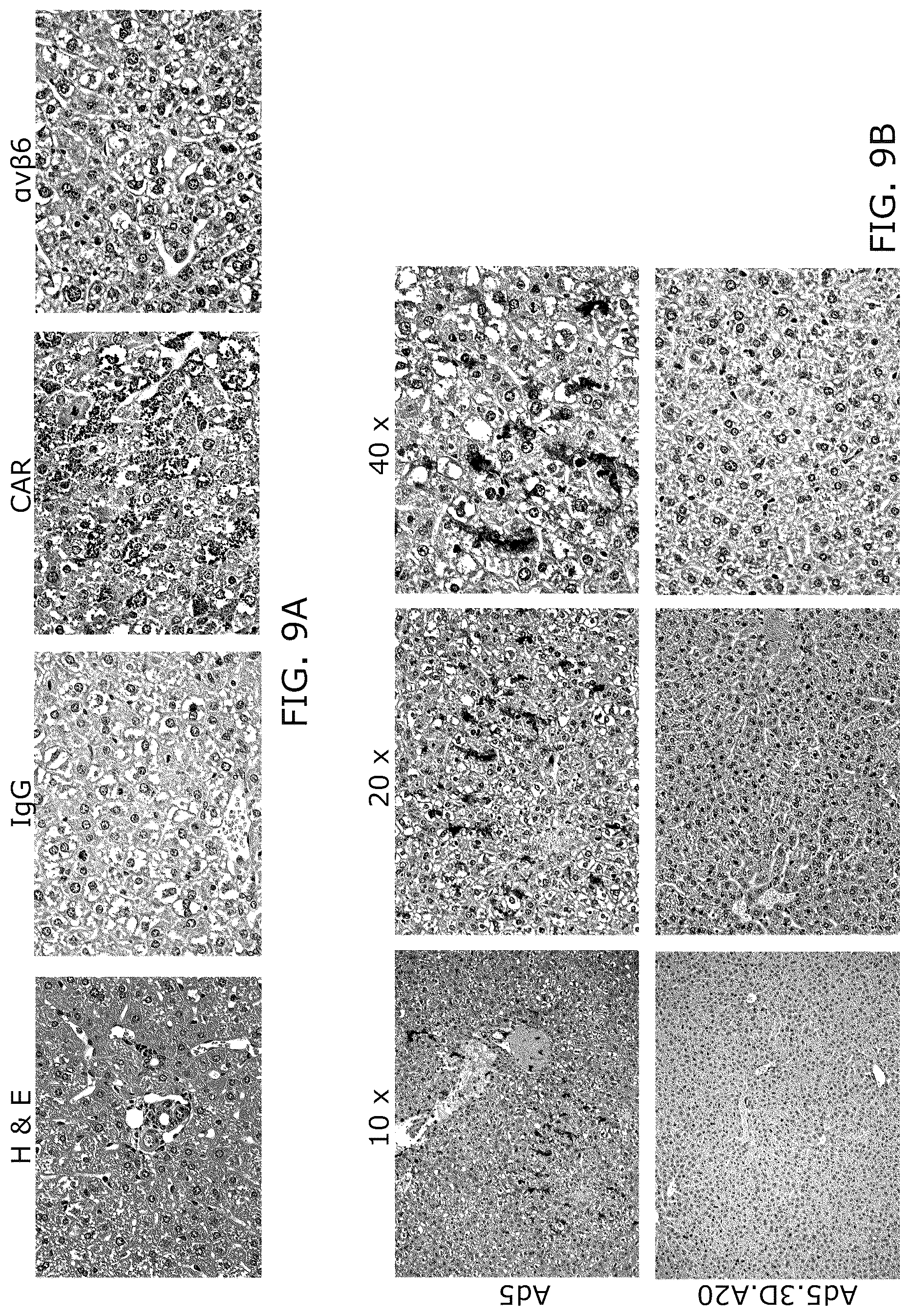 Patent US12318418 Figure 16 – Modified adenoviruses