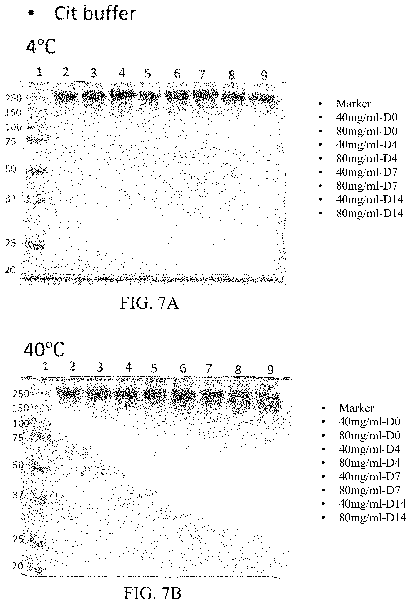Patent US12318428 Figure 8 – VEGFR fusion protein pharmaceutical composition