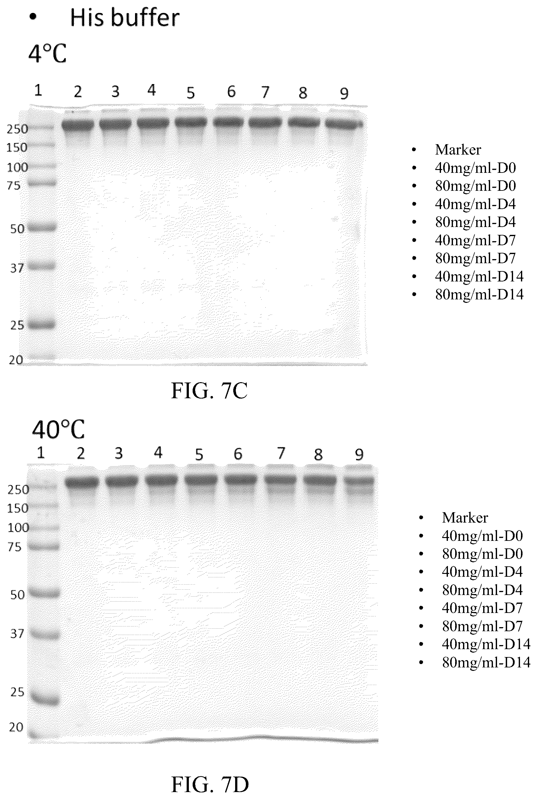 Patent US12318428 Figure 9 – VEGFR fusion protein pharmaceutical composition