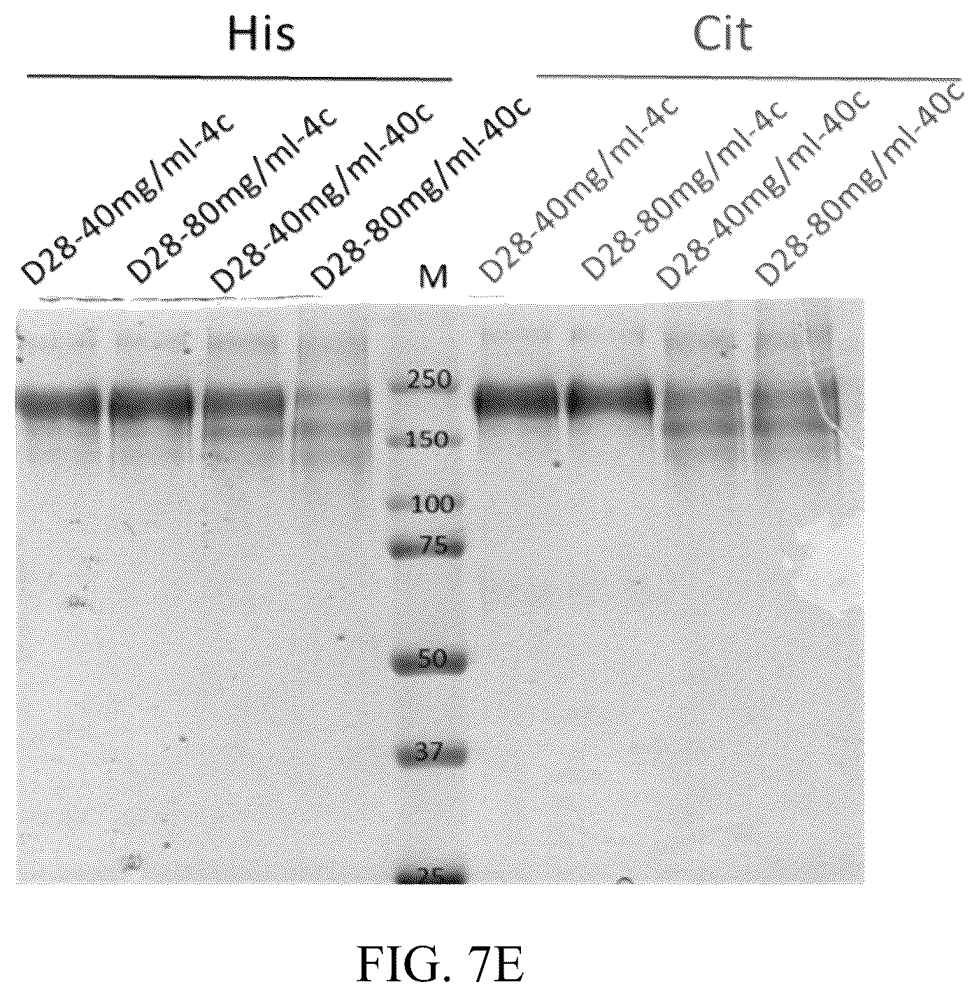 Patent US12318428 Figure 10 – VEGFR fusion protein pharmaceutical composition