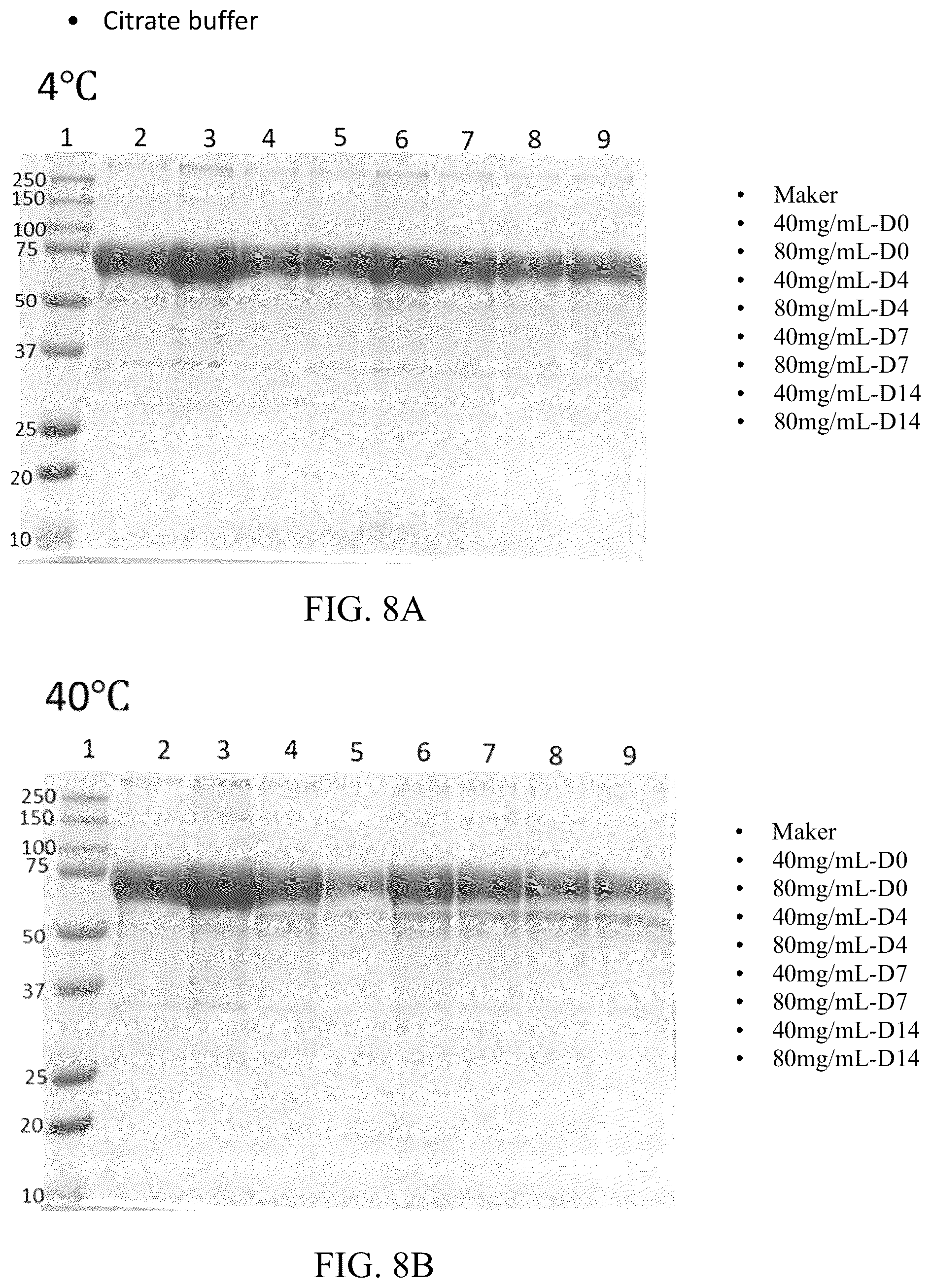 Patent US12318428 Figure 11 – VEGFR fusion protein pharmaceutical composition