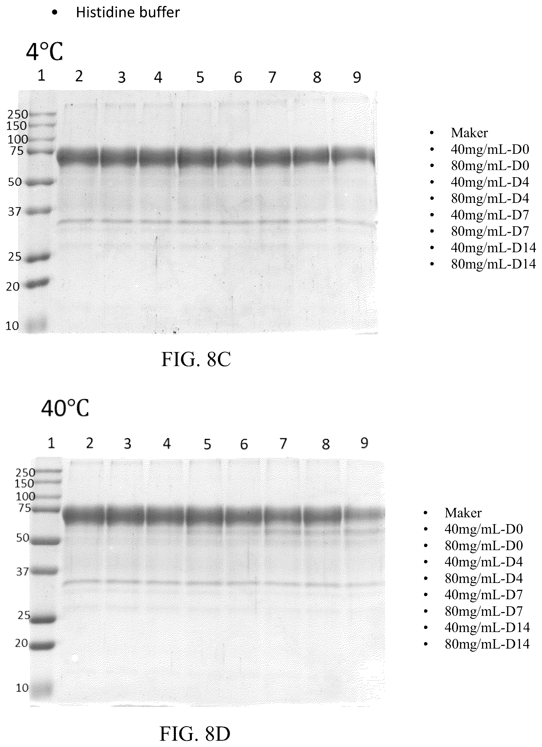 Patent US12318428 Figure 12 – VEGFR fusion protein pharmaceutical composition
