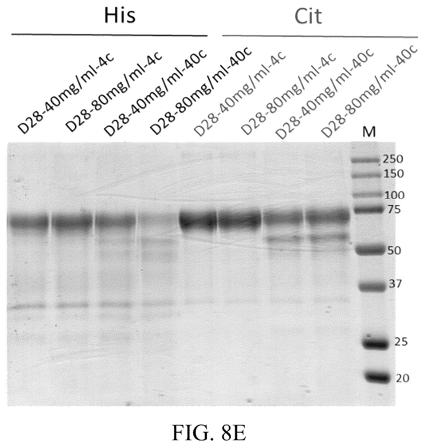 Patent US12318428 Figure 13 – VEGFR fusion protein pharmaceutical composition