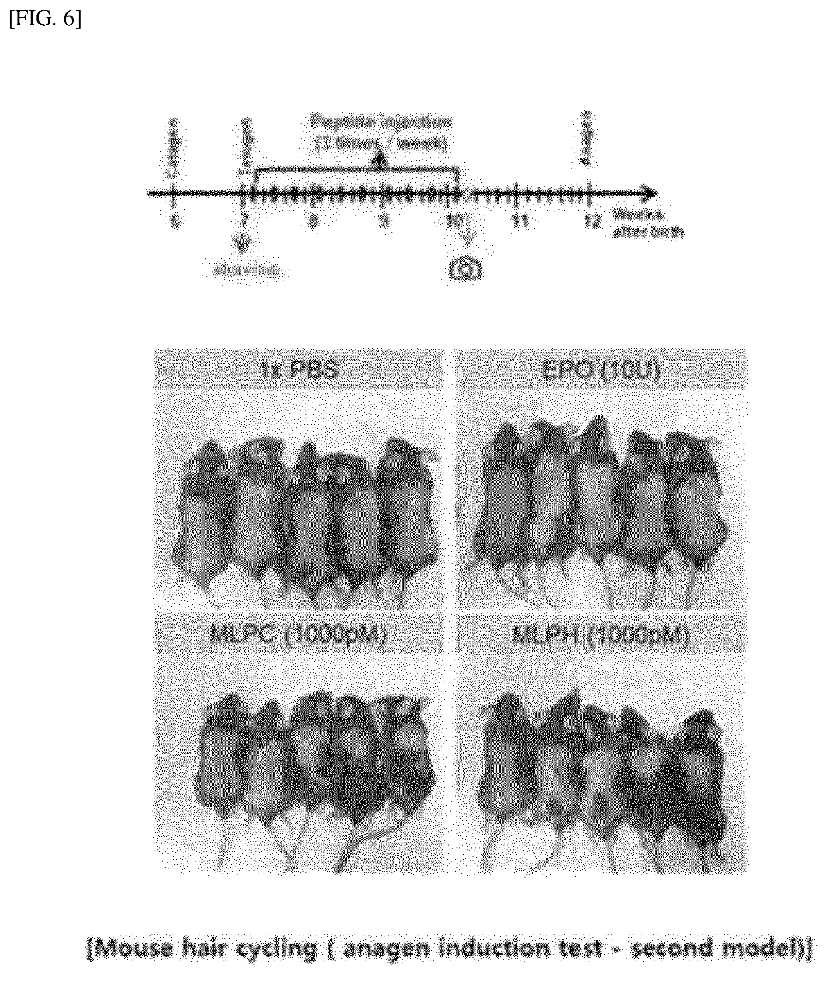 Patent US12318429 Figure 4 – Peptide for preventing or treating hair loss, and use thereof