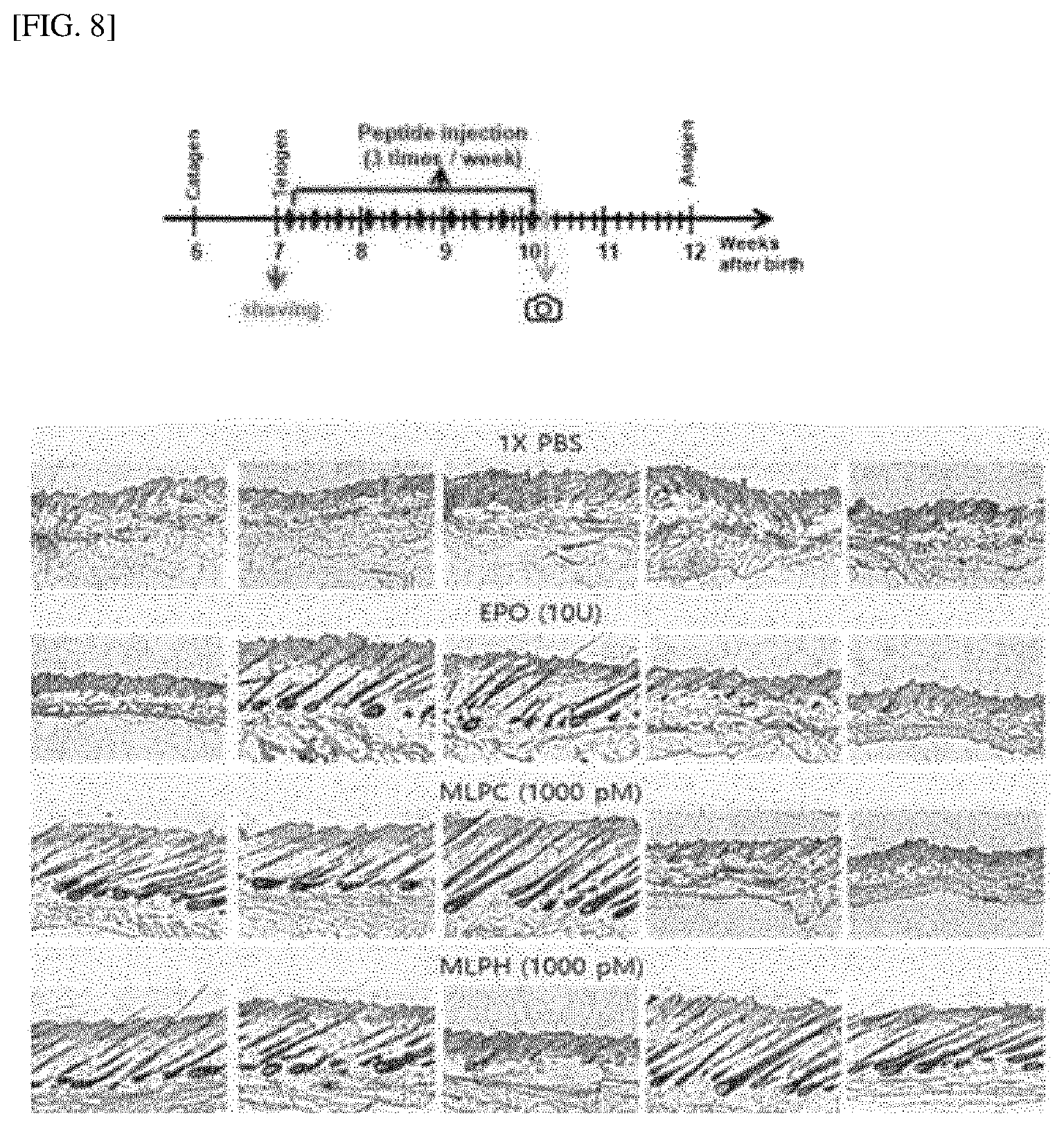 Patent US12318429 Figure 6 – Peptide for preventing or treating hair loss, and use thereof