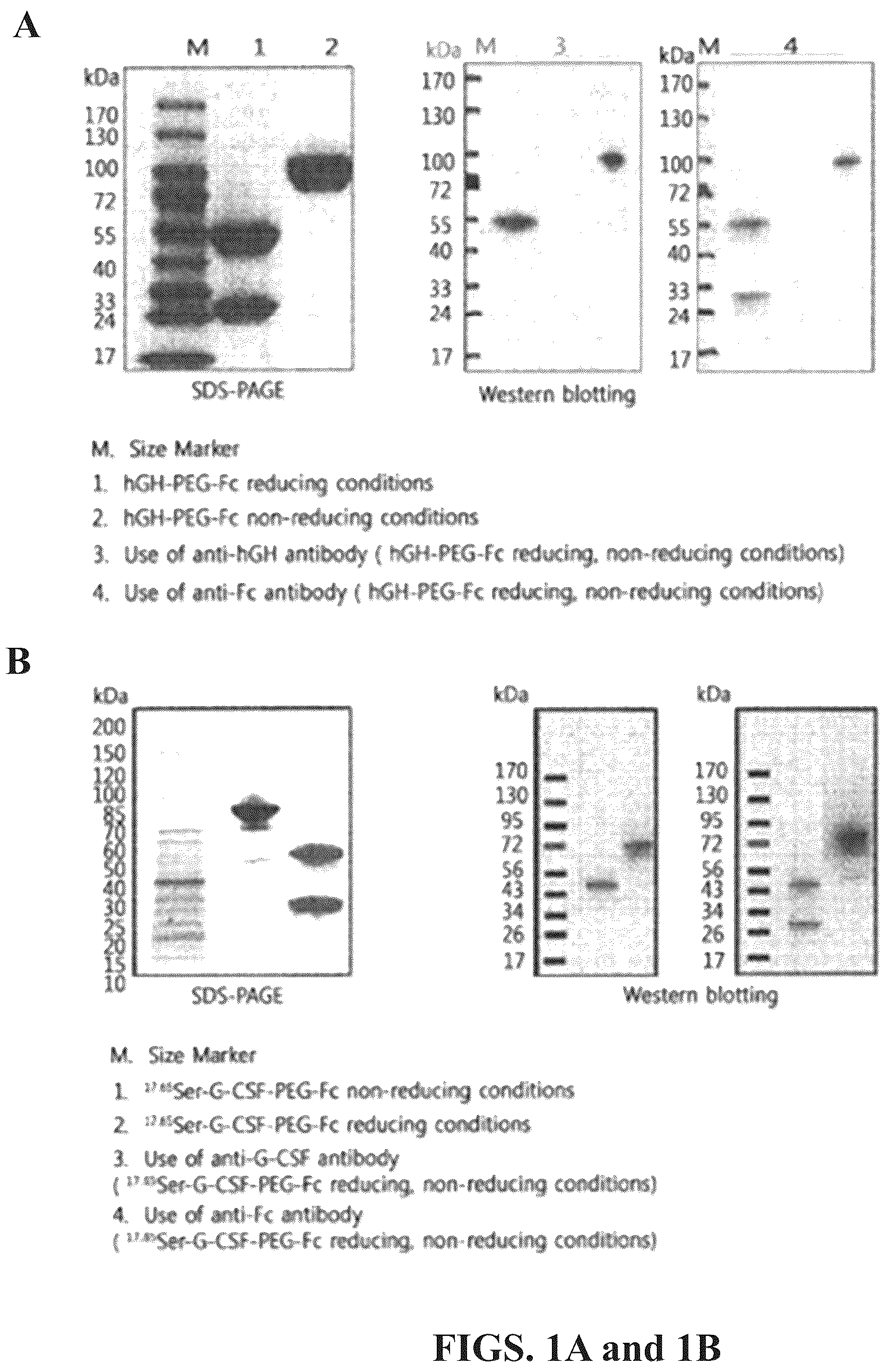 Patent US12318430 — Methods of treating neutorpenia using G-CSF protein complex — Figure 1