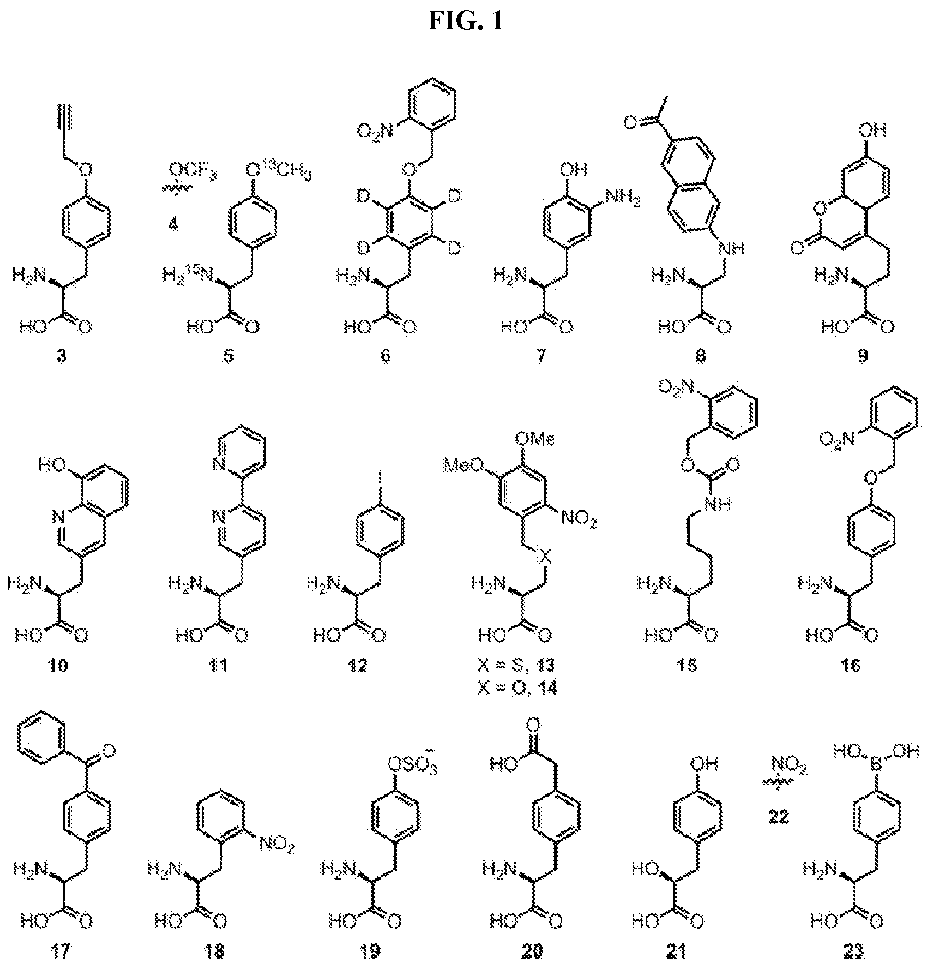 Patent US12318431 Figure 1 – Cytokine conjugates for the treatment of proliferative and infectious diseases